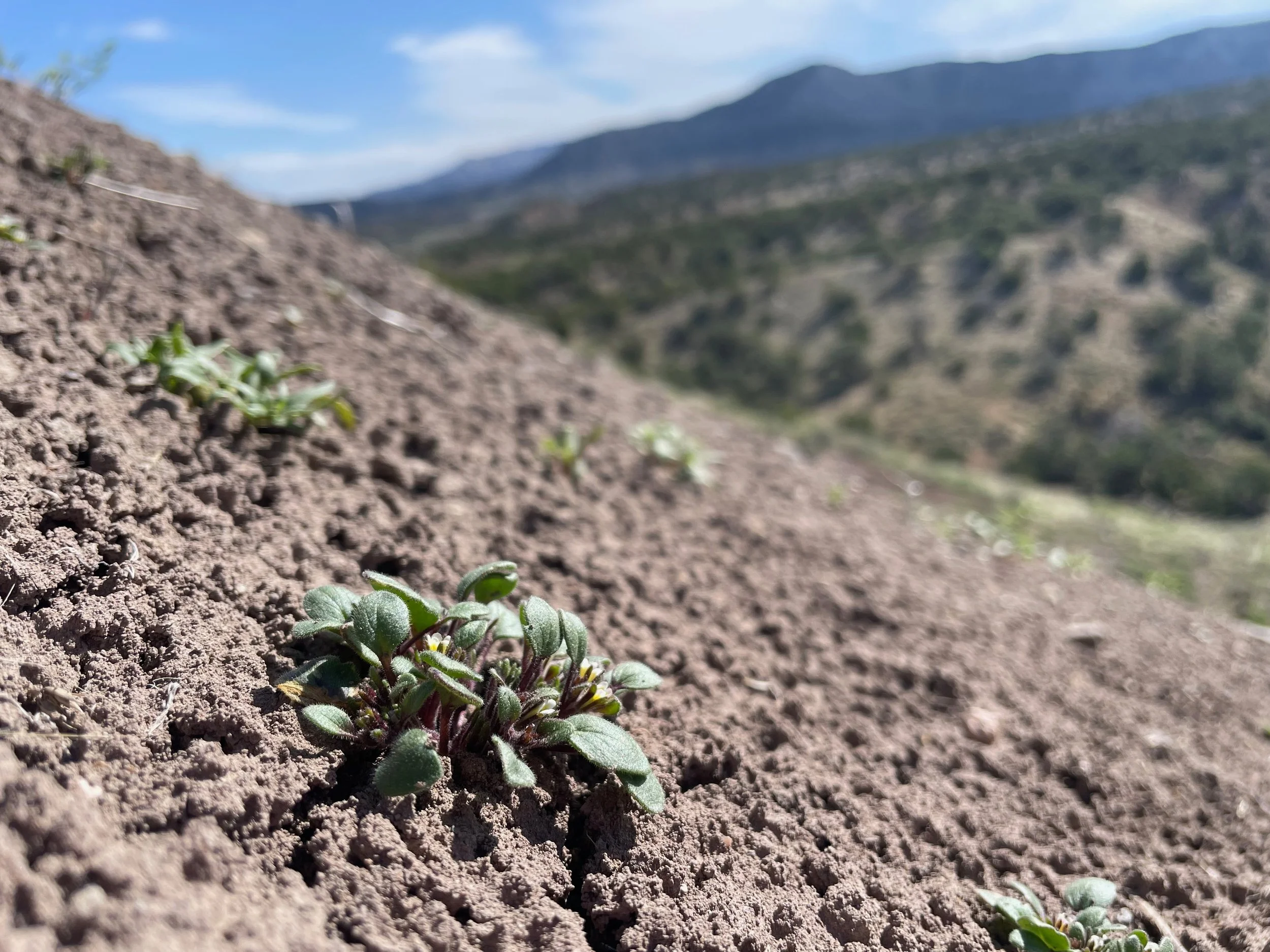 Rare plant survey in Western Colorado.