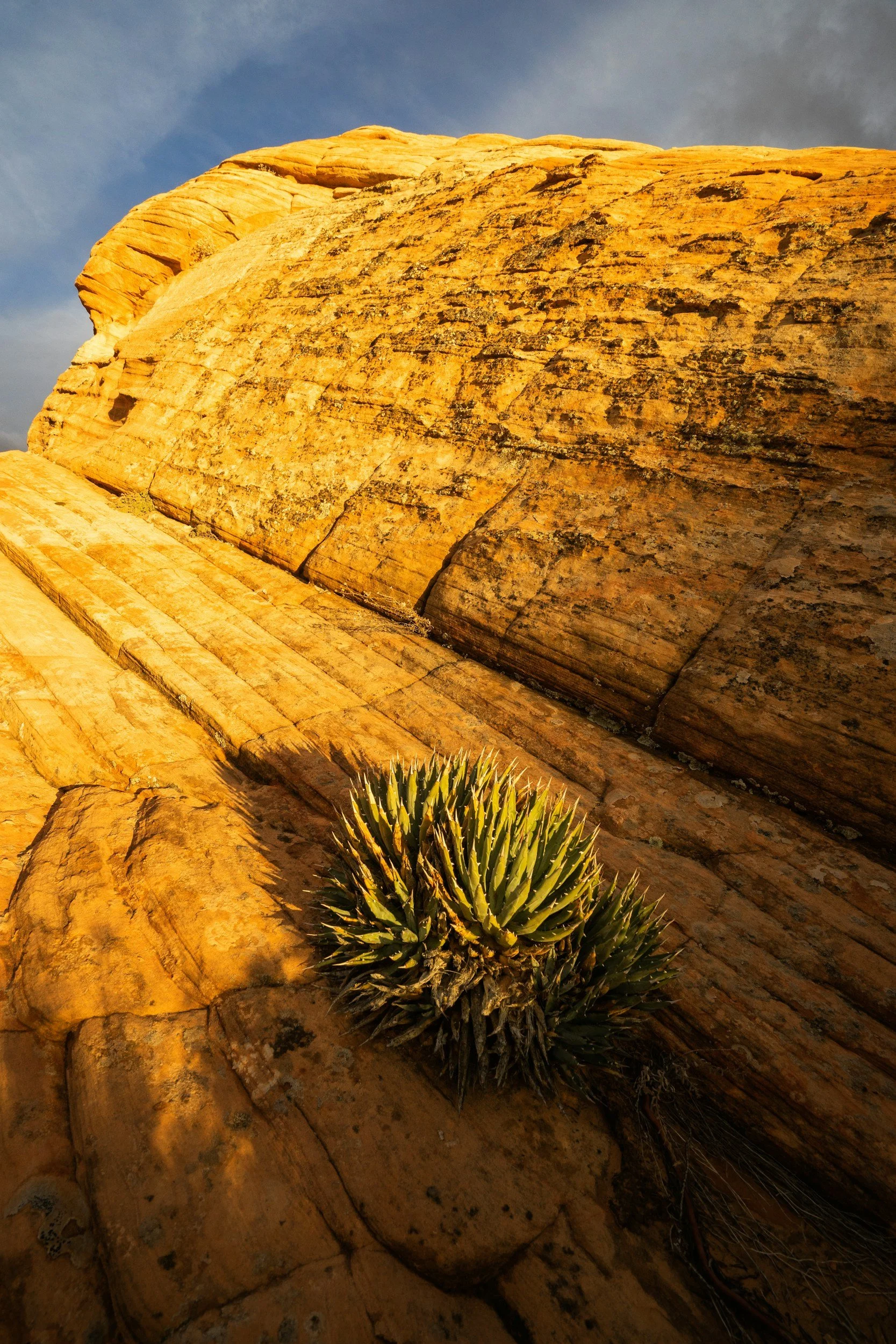 Rare plant monitoring and ESA reporting
