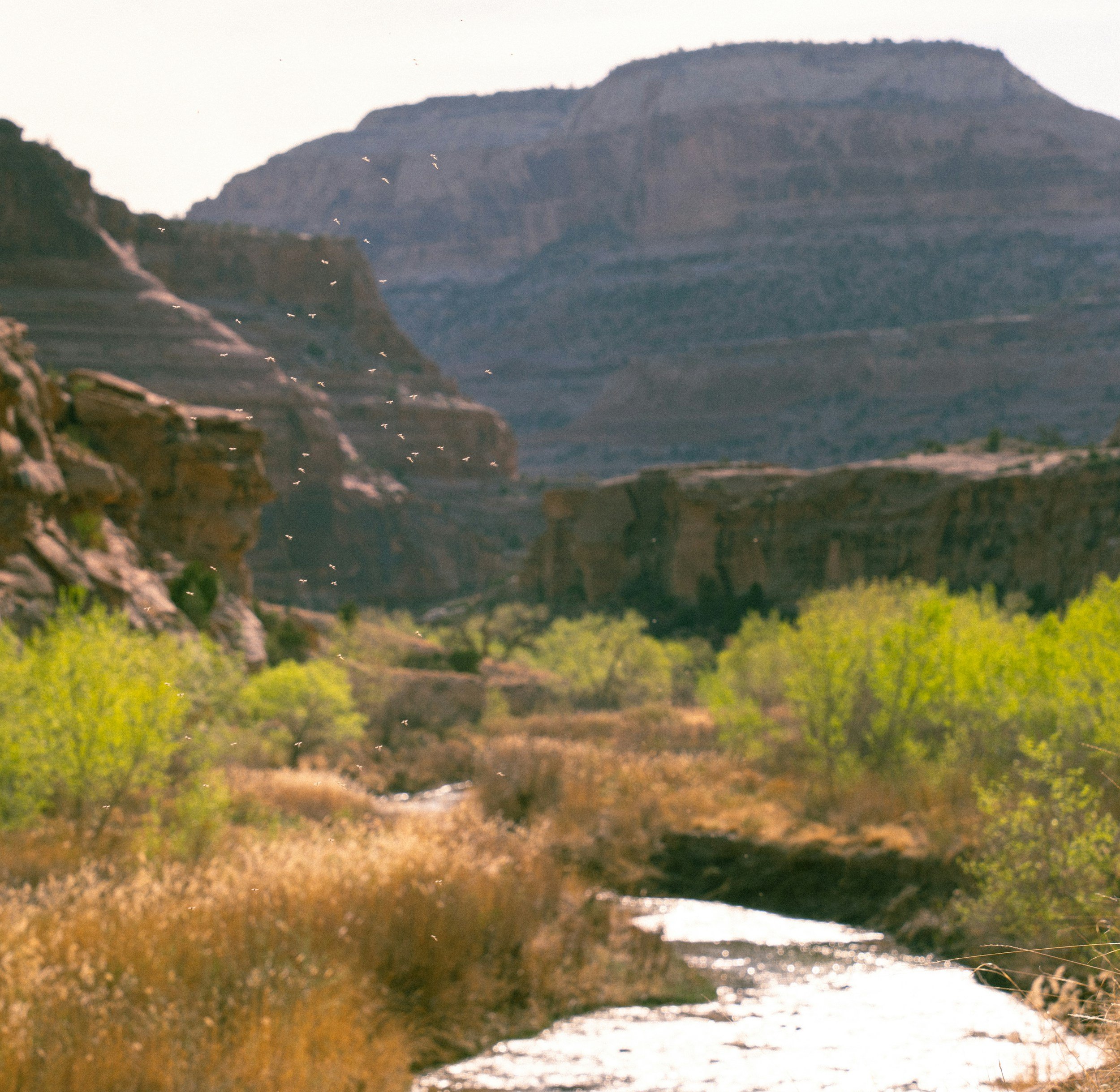 Wester river restoration and monitoring