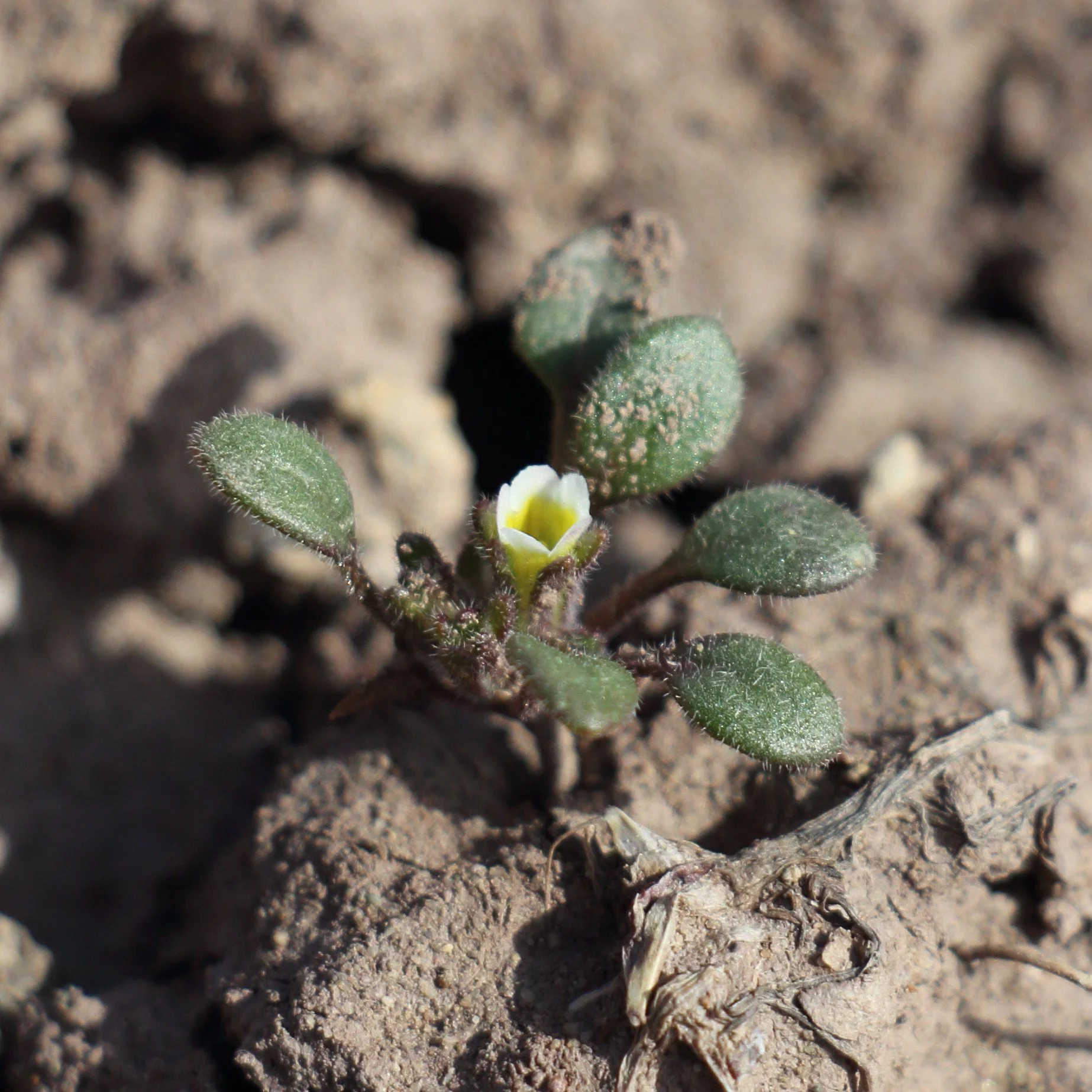 A small green plant with fuzzy leaves and a tiny white flower blooming in dry soil.