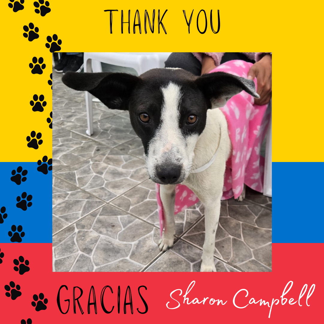 Sharon_Campbell-Puca.png