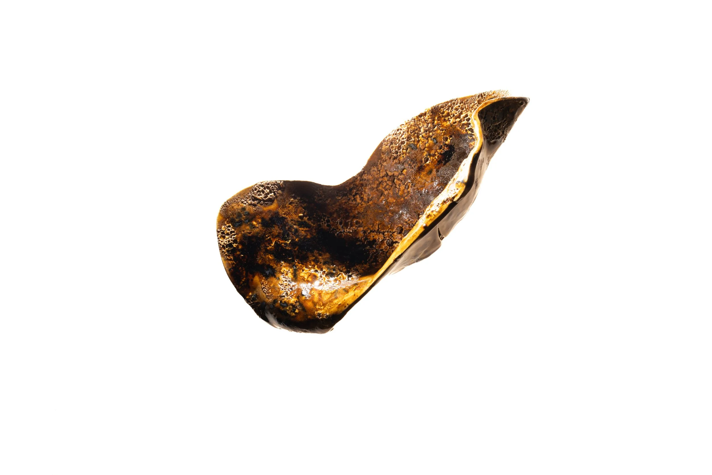 Phytoharmonic Archive, 2025 (Amber, 2026) (9).jpeg