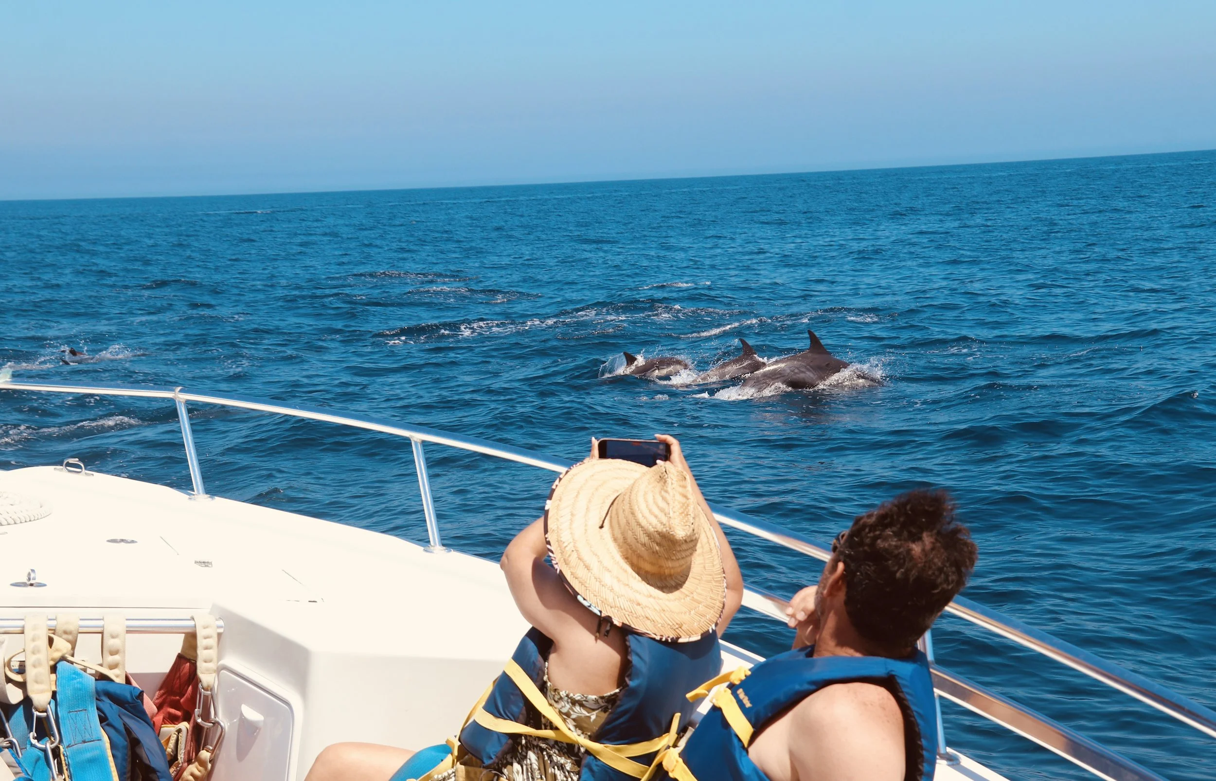 Boat charter with dolphins