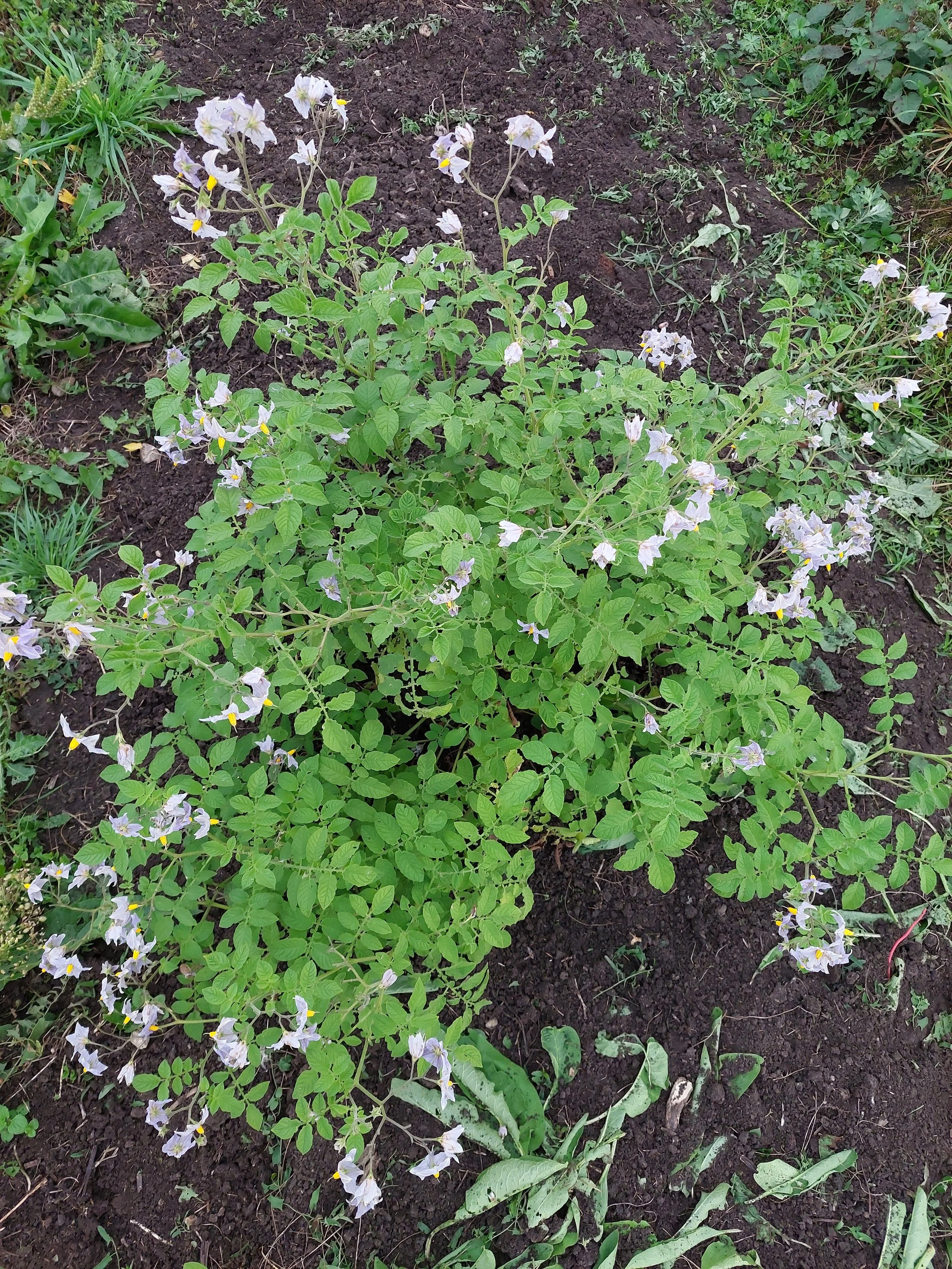Solanum berthaultii