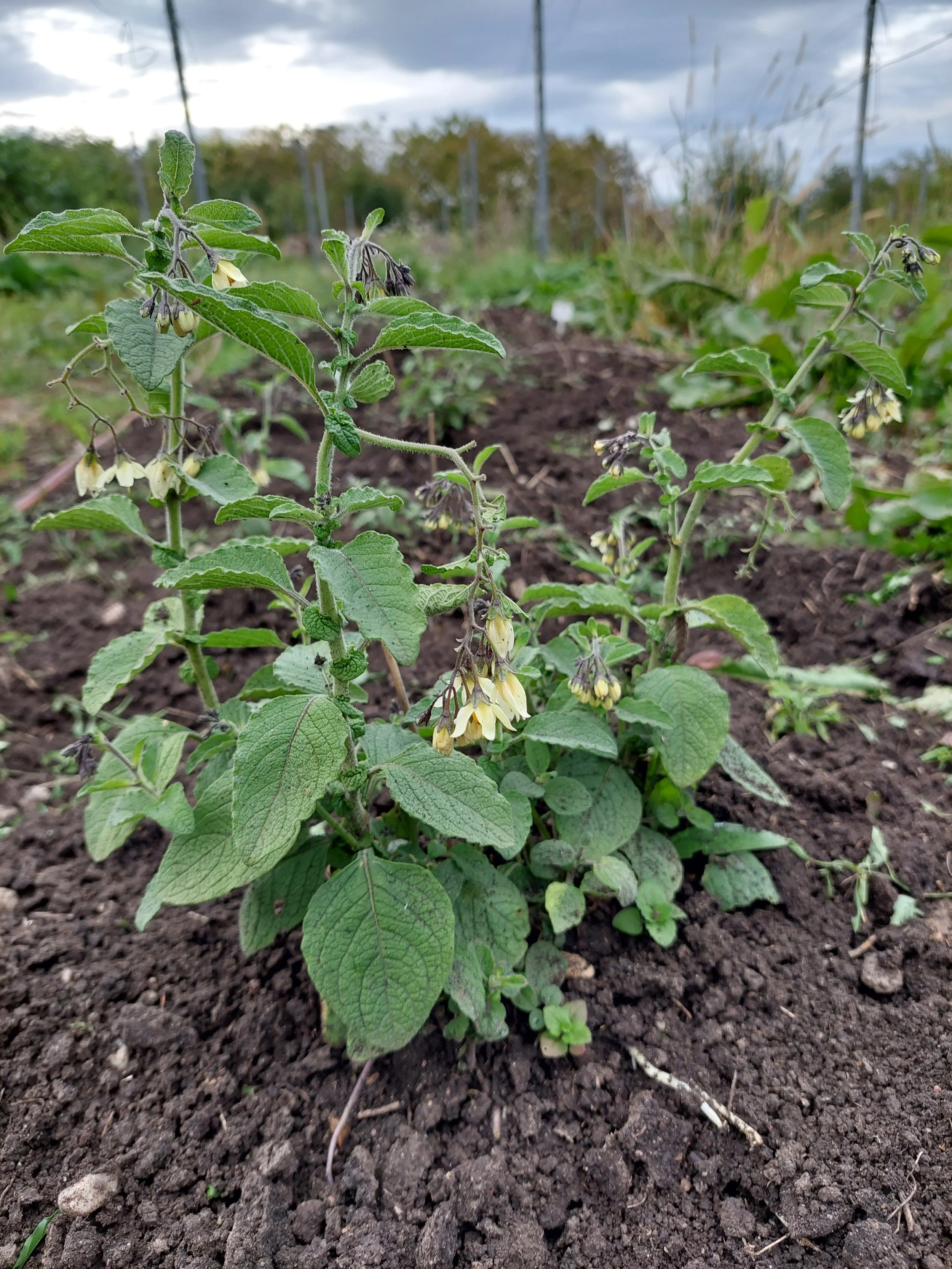 Solanum bulbocastanum