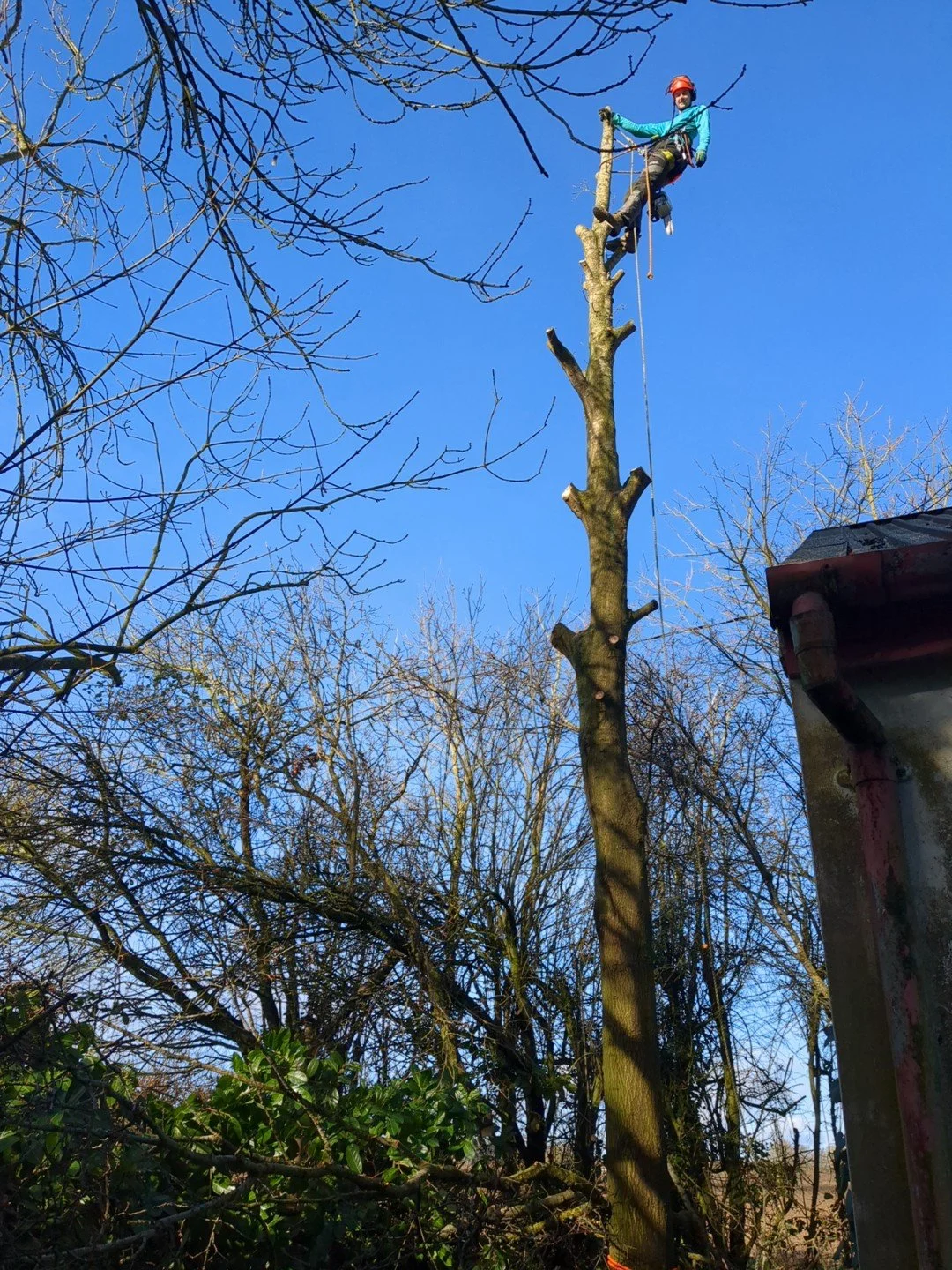 TREE: Felling | Removal | Pruning | Pollarding | Crown Reduction | Log splitting