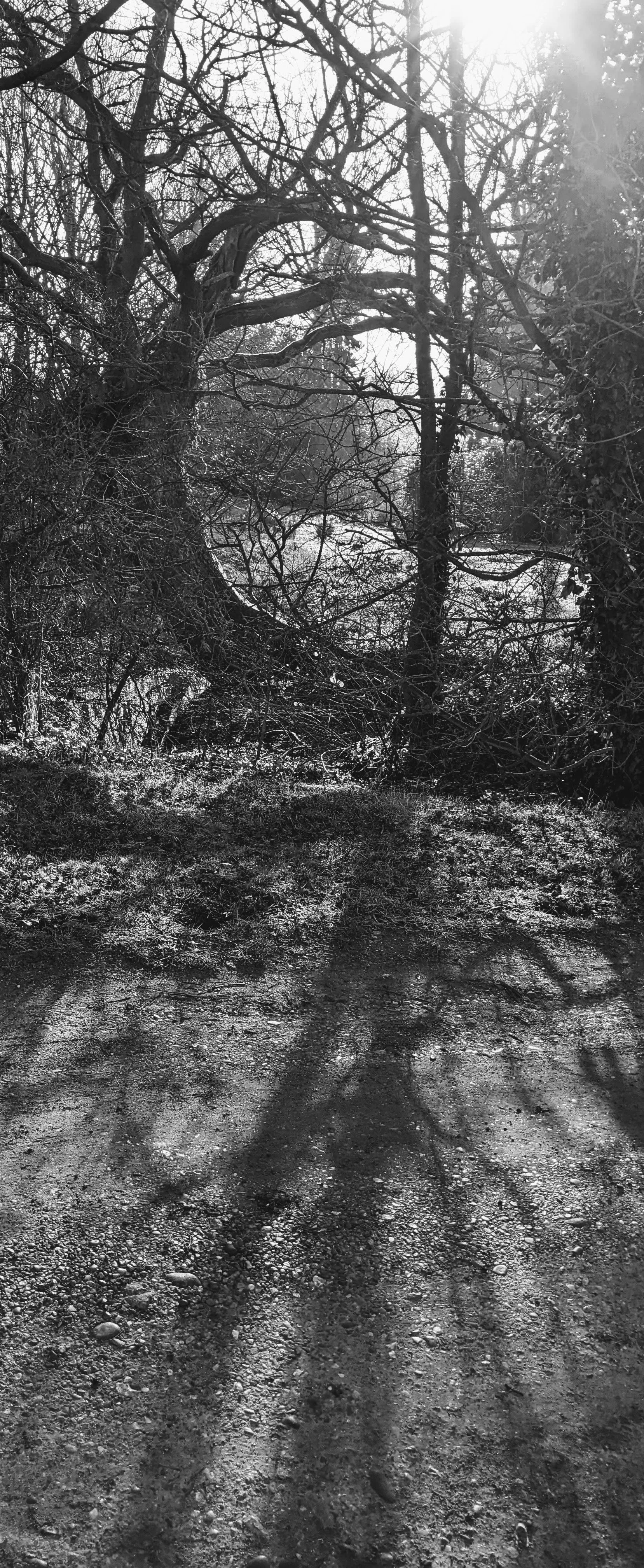 WOODLAND / PUBLIC SPACE: Dead / windblown tree removals | Felling | Extraction | Thinning | On-site milling | Firewood Prep
