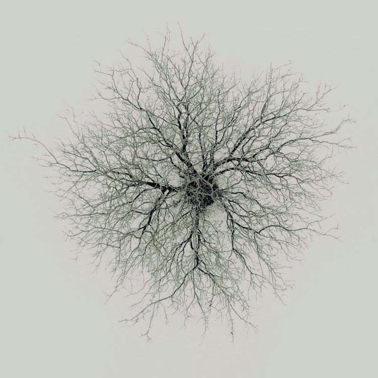 Repolitiser nos initiatives : s’inspirer du Mouvement des Sans Terre