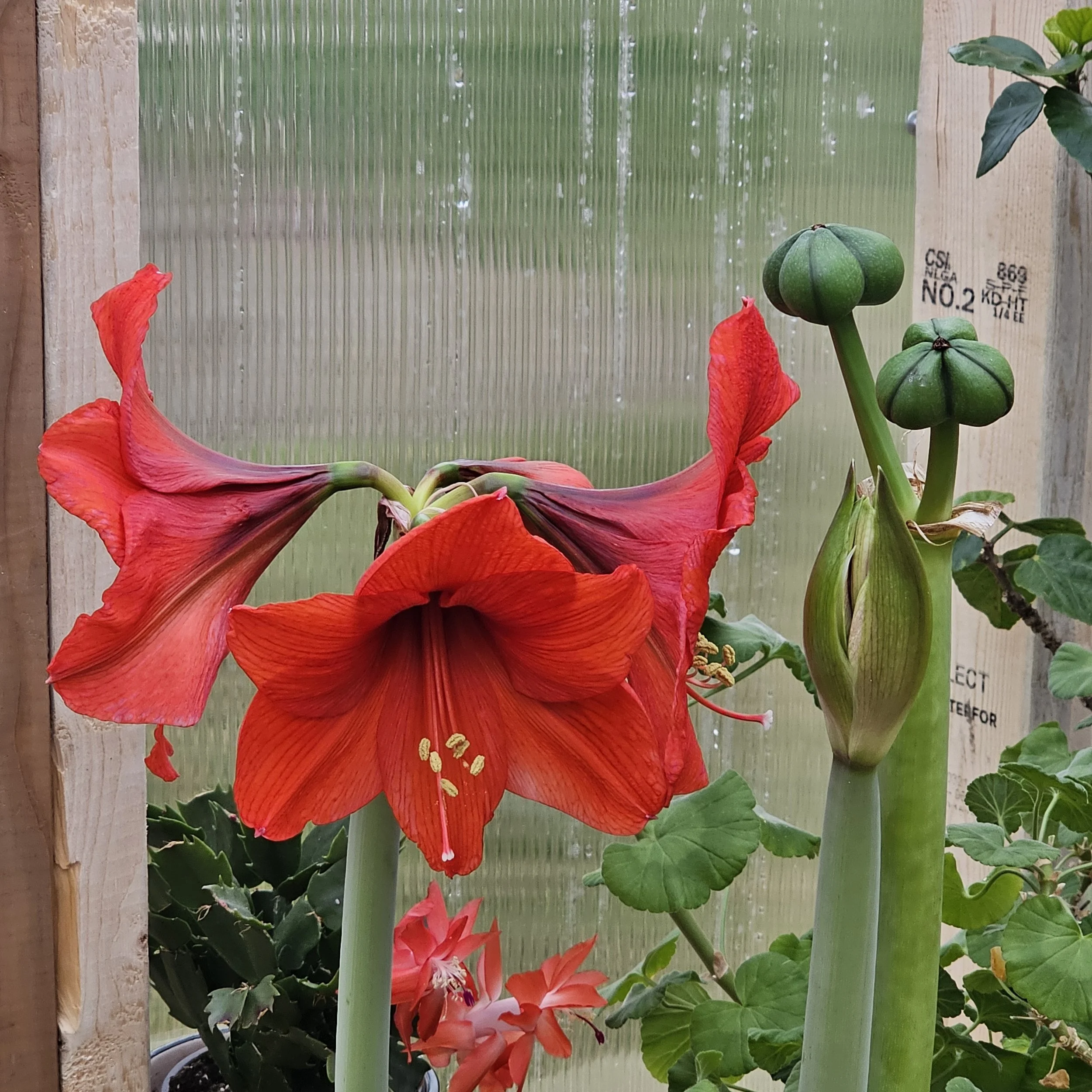 Amaryllis with new seed pods