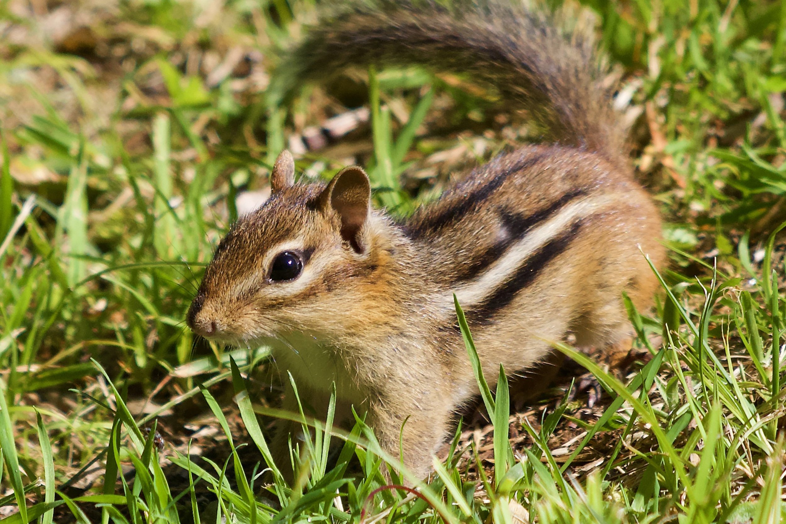 Chipmunk.jpg