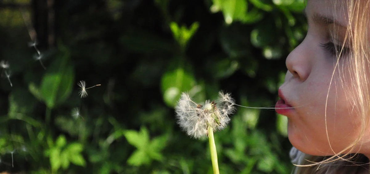 Child blowing on a dandelion seed head in front of green foliage.