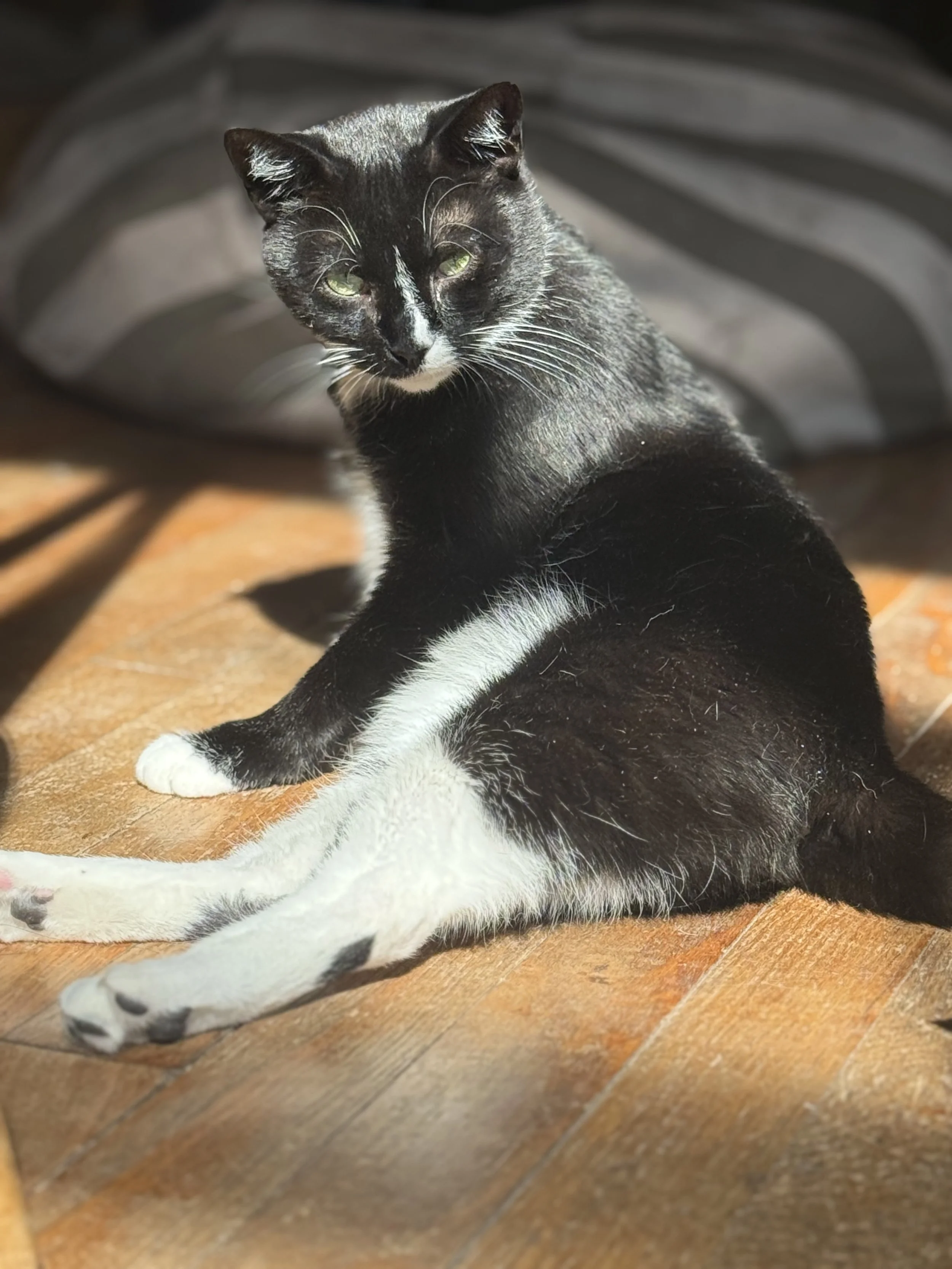 TeeTee Kitties & Cacao™ Sanctuary Savior