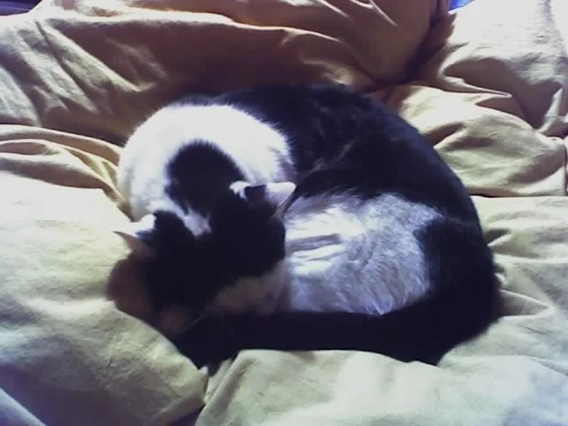 Sammy Cat - Fishtown PA Rescue - Gabrielle Brick - Kitties & Cacao™