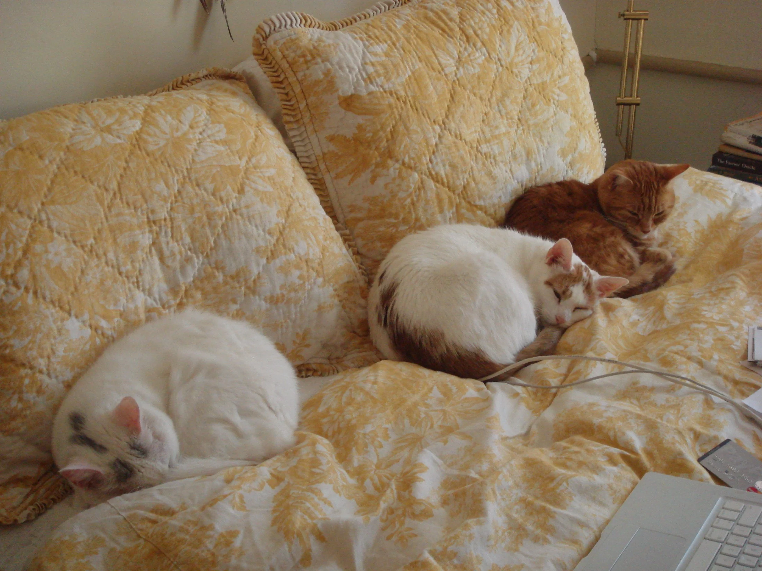 Kitties & Cacao™ Cat Rescue Alumni