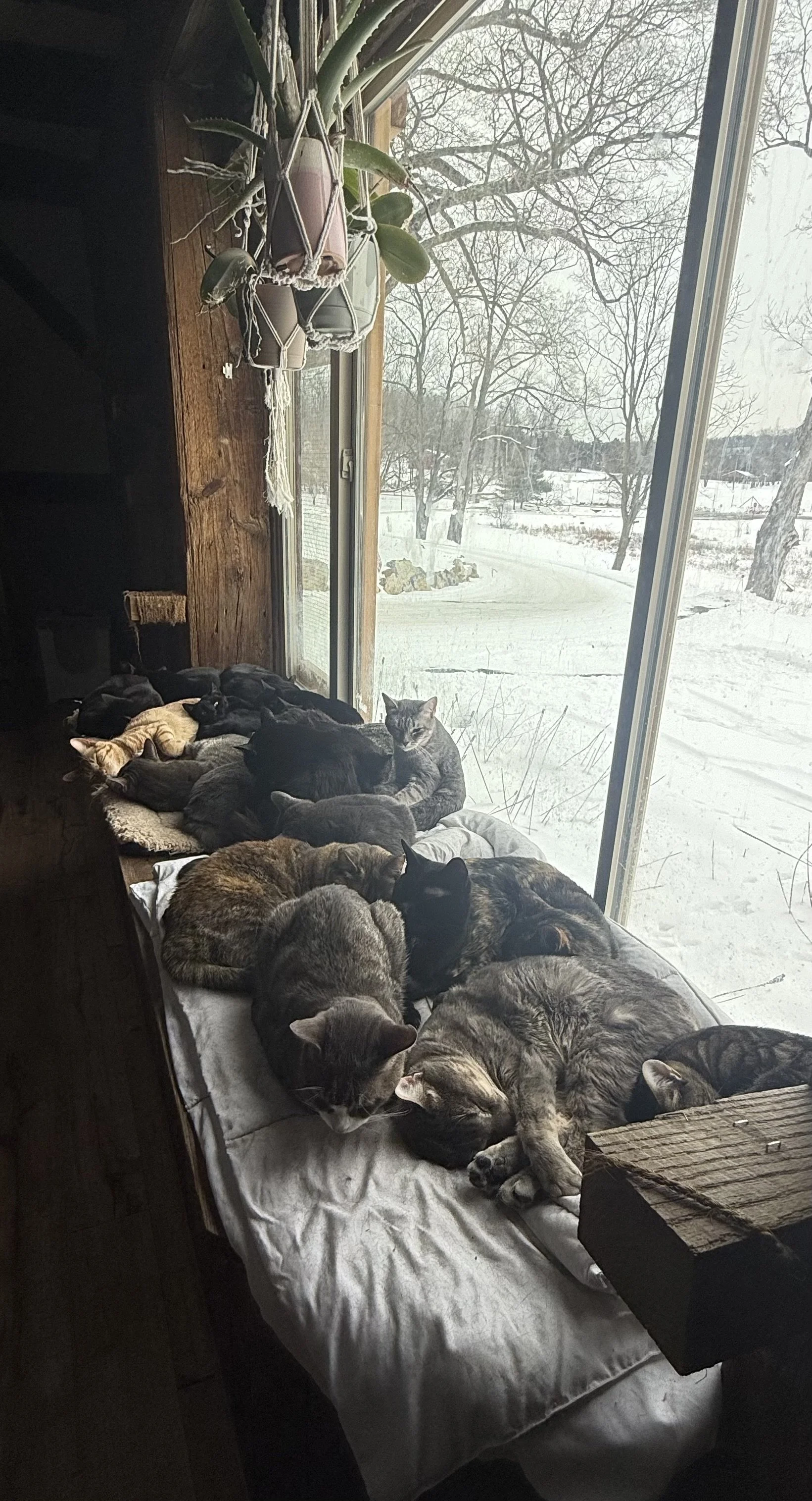 Kitties & Cacao™ cat cuddle puddle