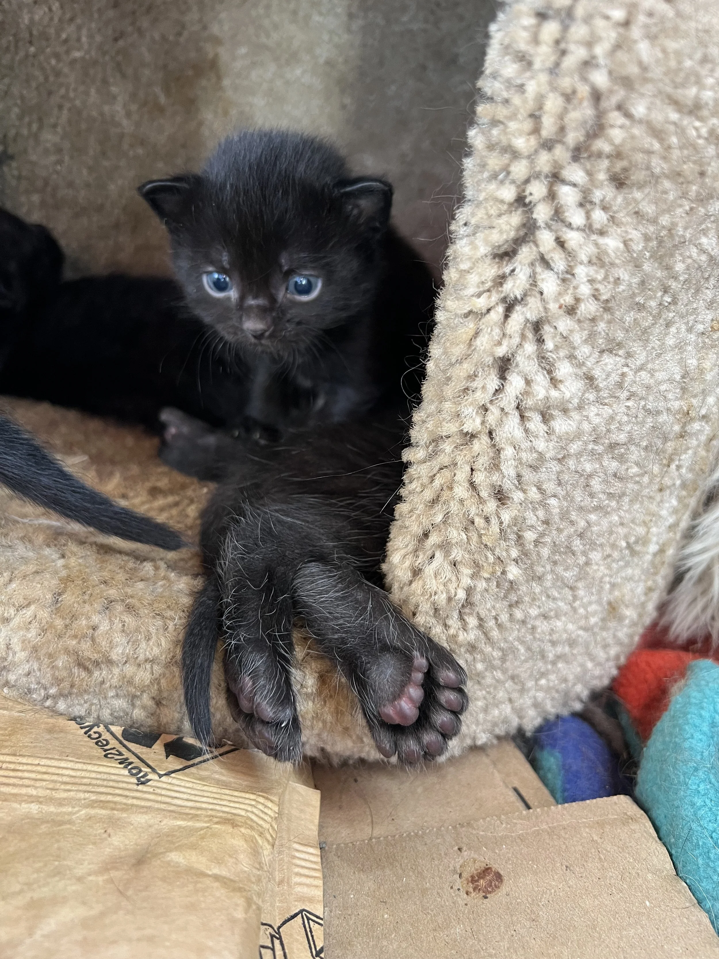 Kitties & Cacao™ Toes adopted