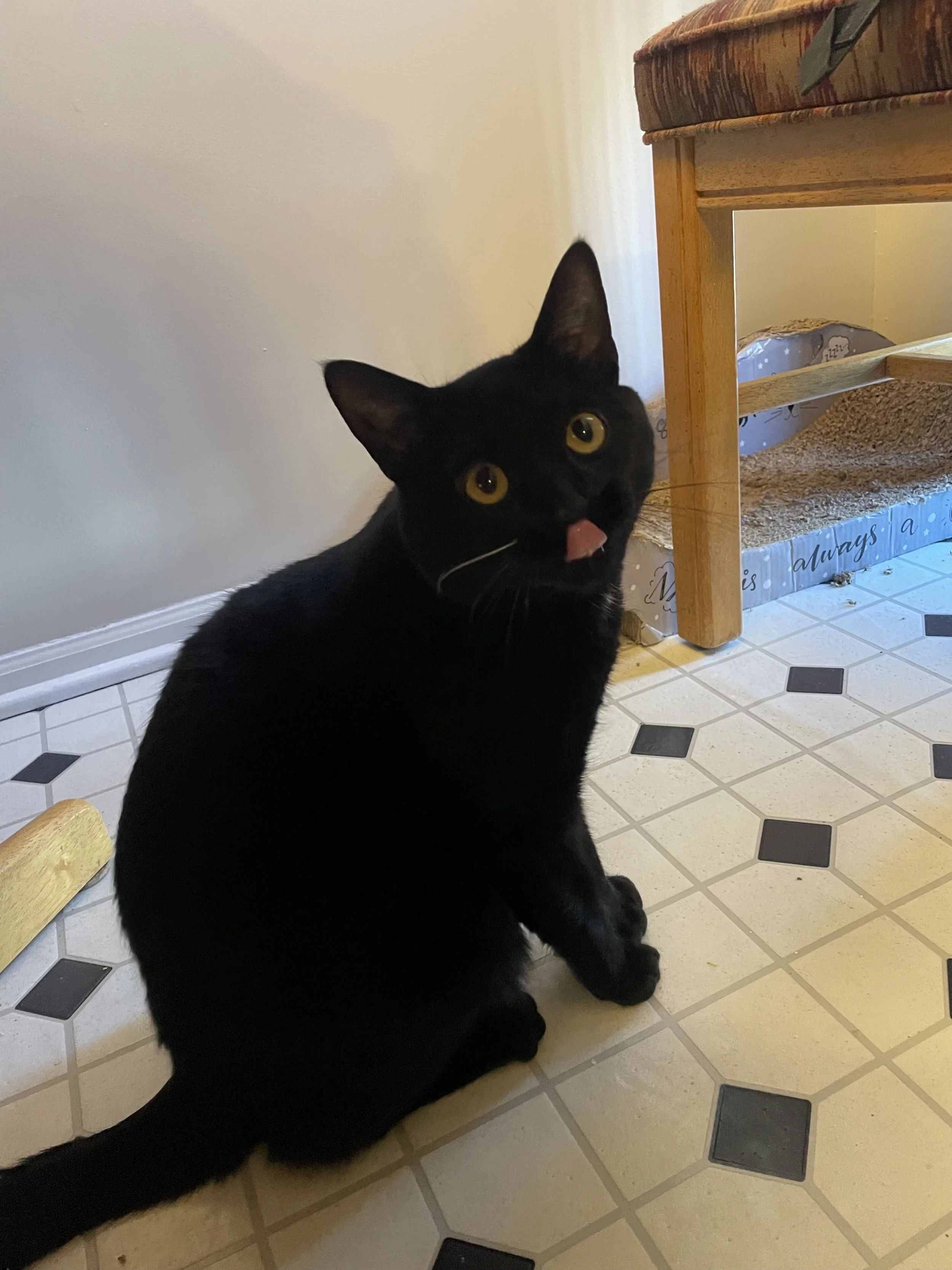 Kitties & Cacao ™ - Toes Adopted!