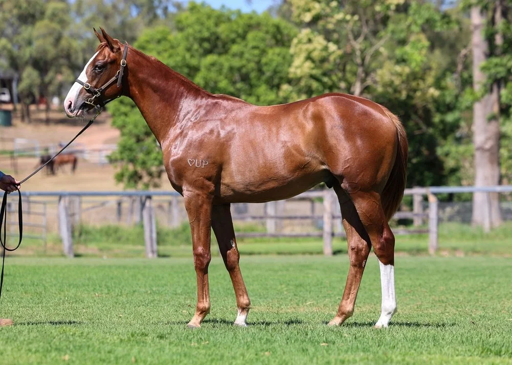 In The Congo / Career