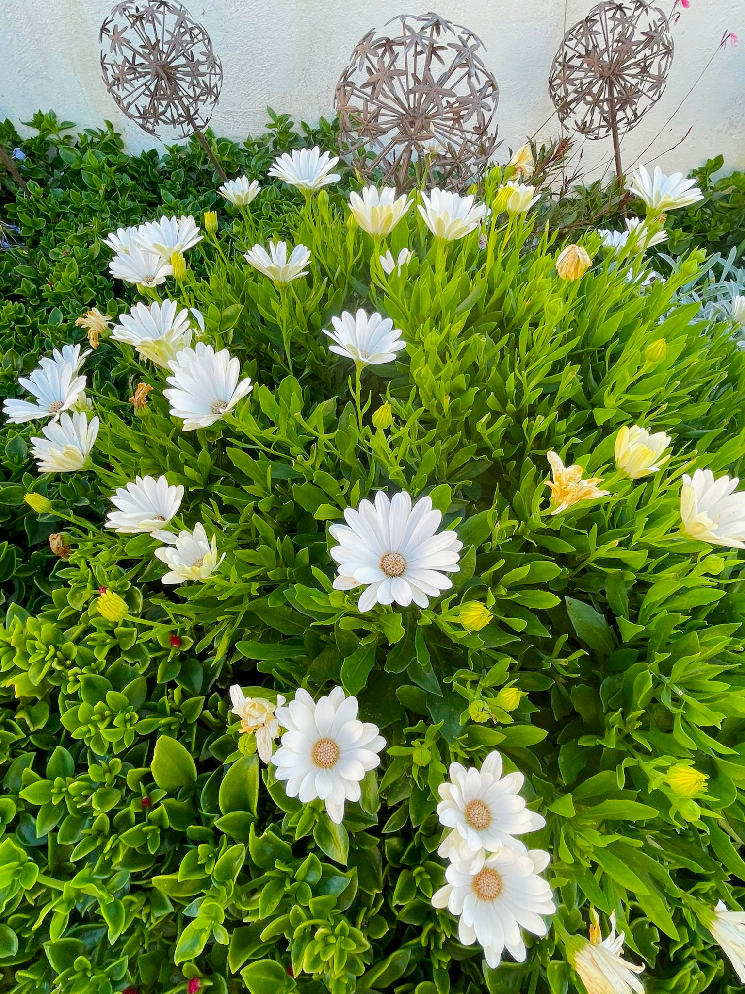 White daisies blooming amongst green foliage with decorative metal spheres in the background.