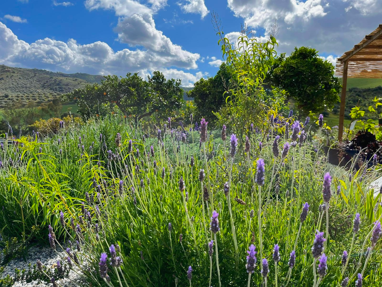 A lush garden with purple lavender flowers in the foreground, green plants and trees, rolling hills in the background, under a partly cloudy blue sky.