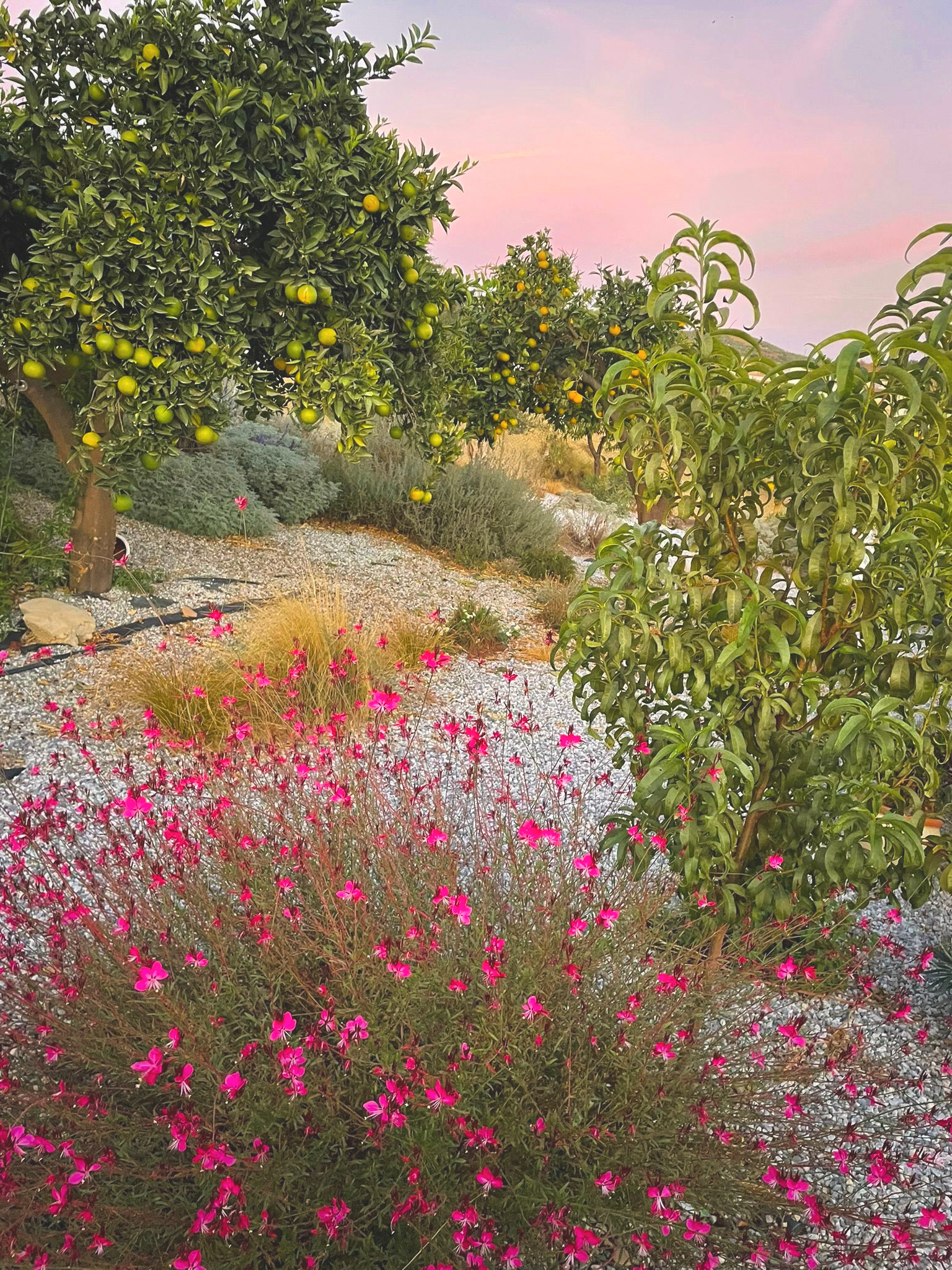 A garden scene at sunset featuring orange trees with green and yellow fruit, pink flowers, and shrubbery on a gravel path.