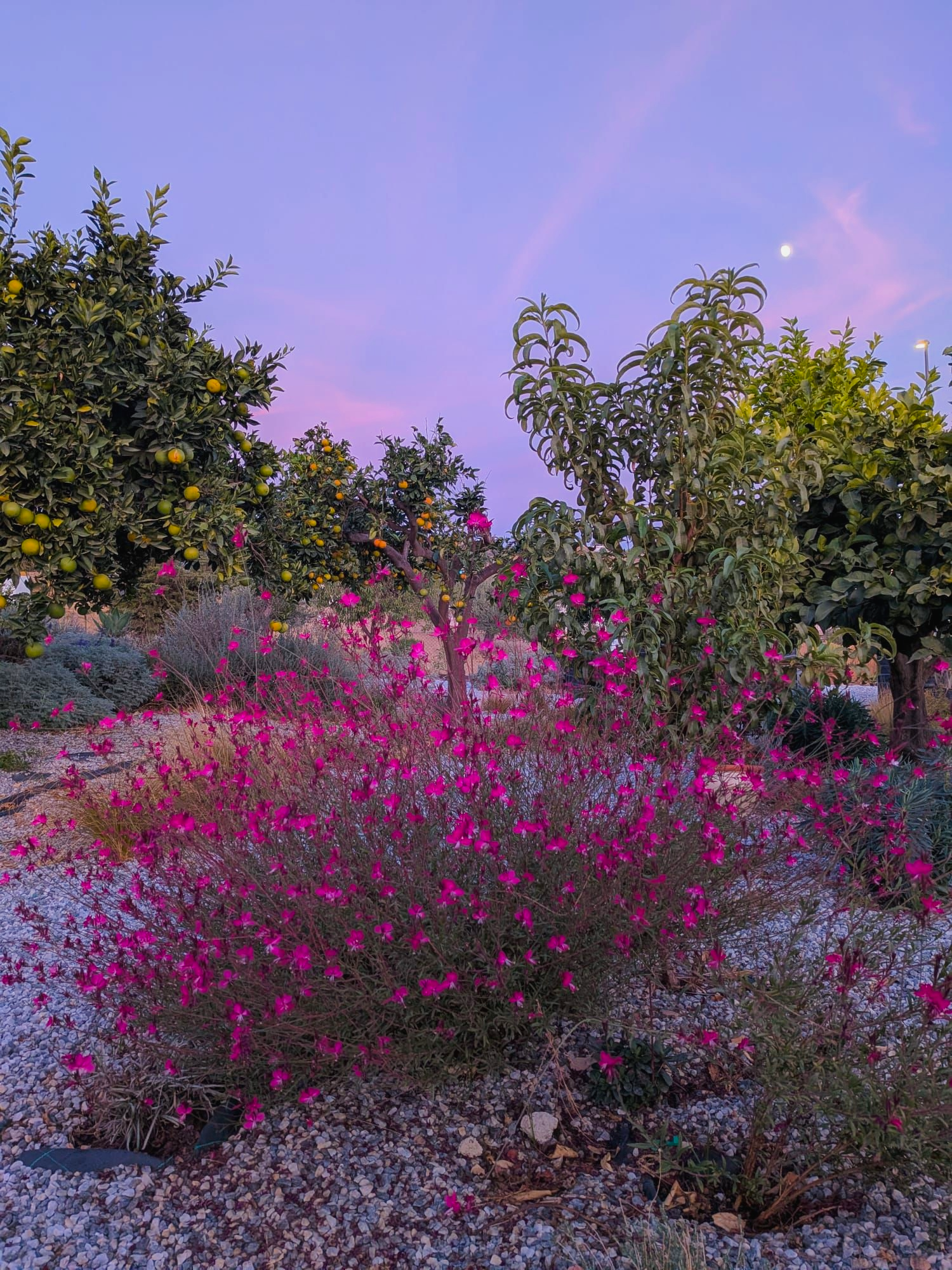 A desert garden scene at dusk with pink flowering shrub in foreground, citrus trees on left with green fruit, and a purple sky with the moon in the background.