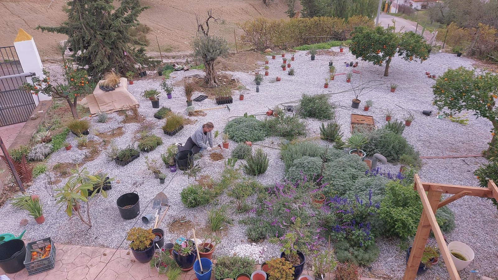 A person gardening in a backyard with various potted plants and landscaping, including trees, bushes, and gravel ground.
