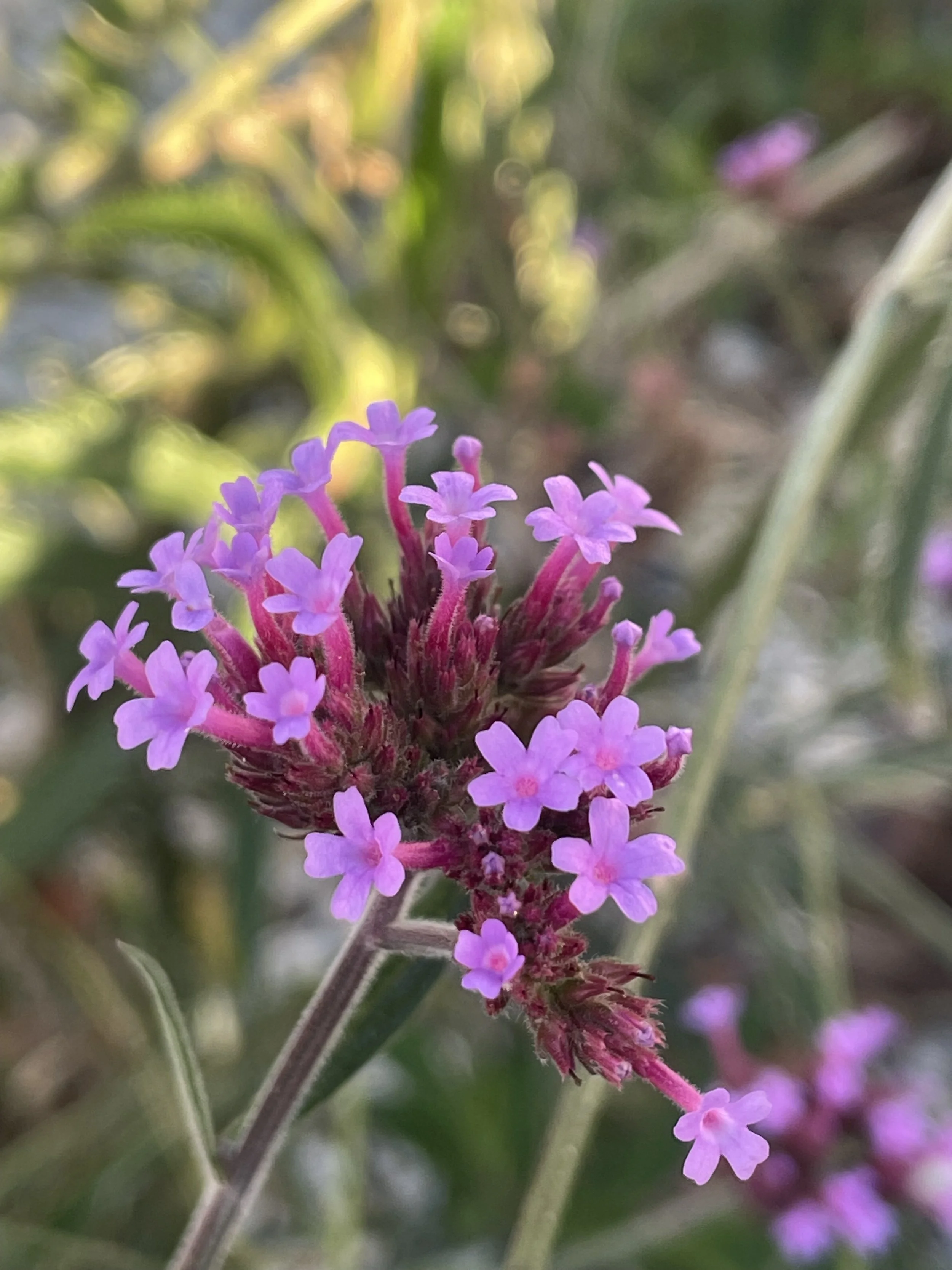 Close-up of small purple flowers with pink stems on a plant in a natural outdoor setting.