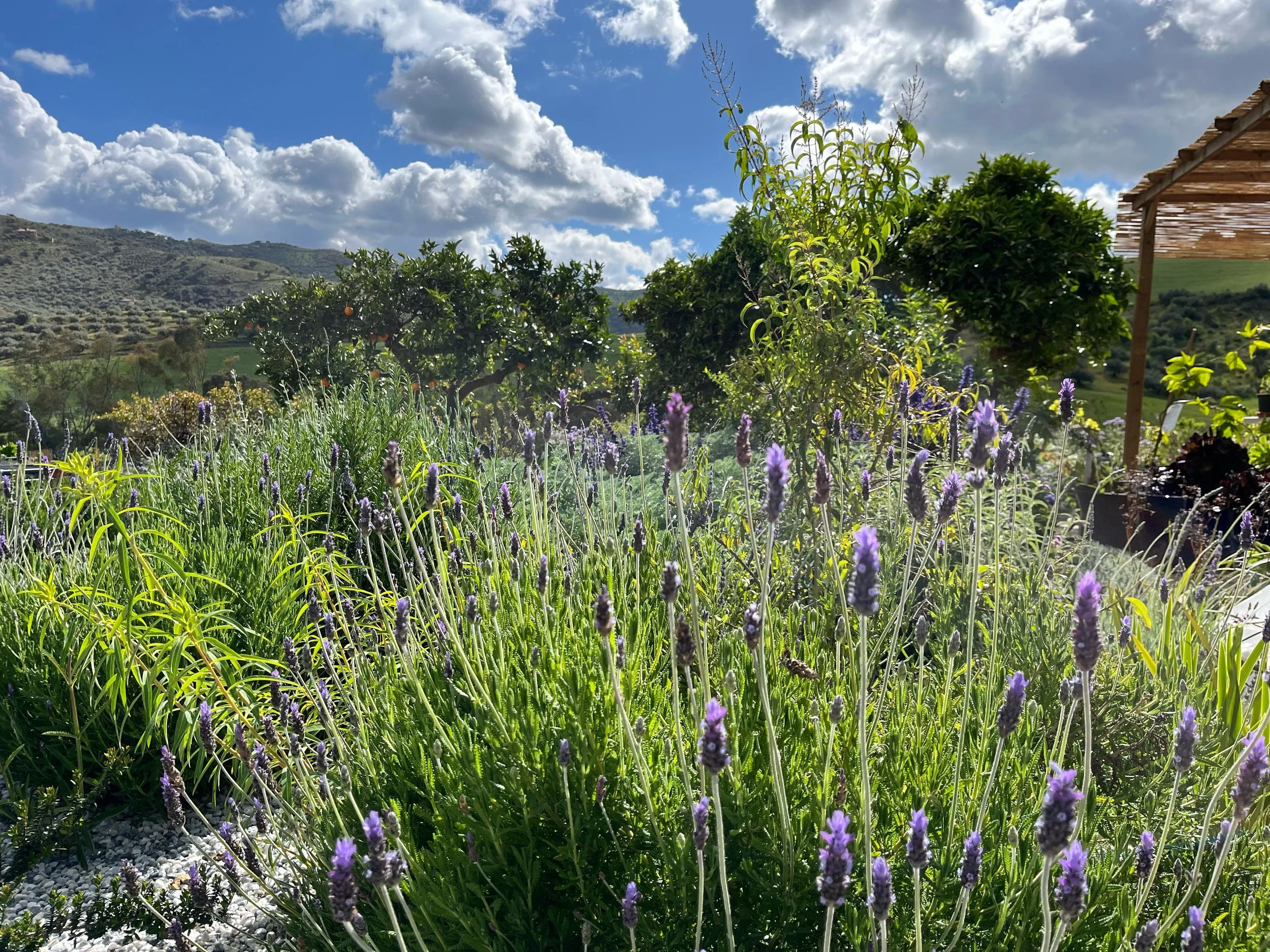 A lush garden with purple lavender flowers, green grass, and plants, under a partly cloudy sky with rolling hills in the background.