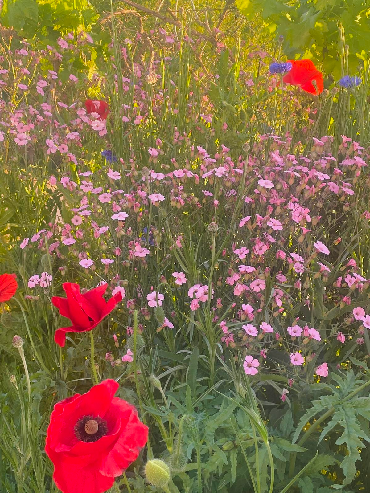 Close-up of red poppies and pink ground cover flowers in a sunny garden