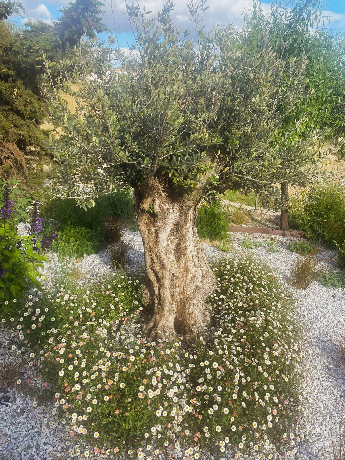 A tree with a thick, gnarled trunk and leafy branches surrounded by white daisies in a garden.