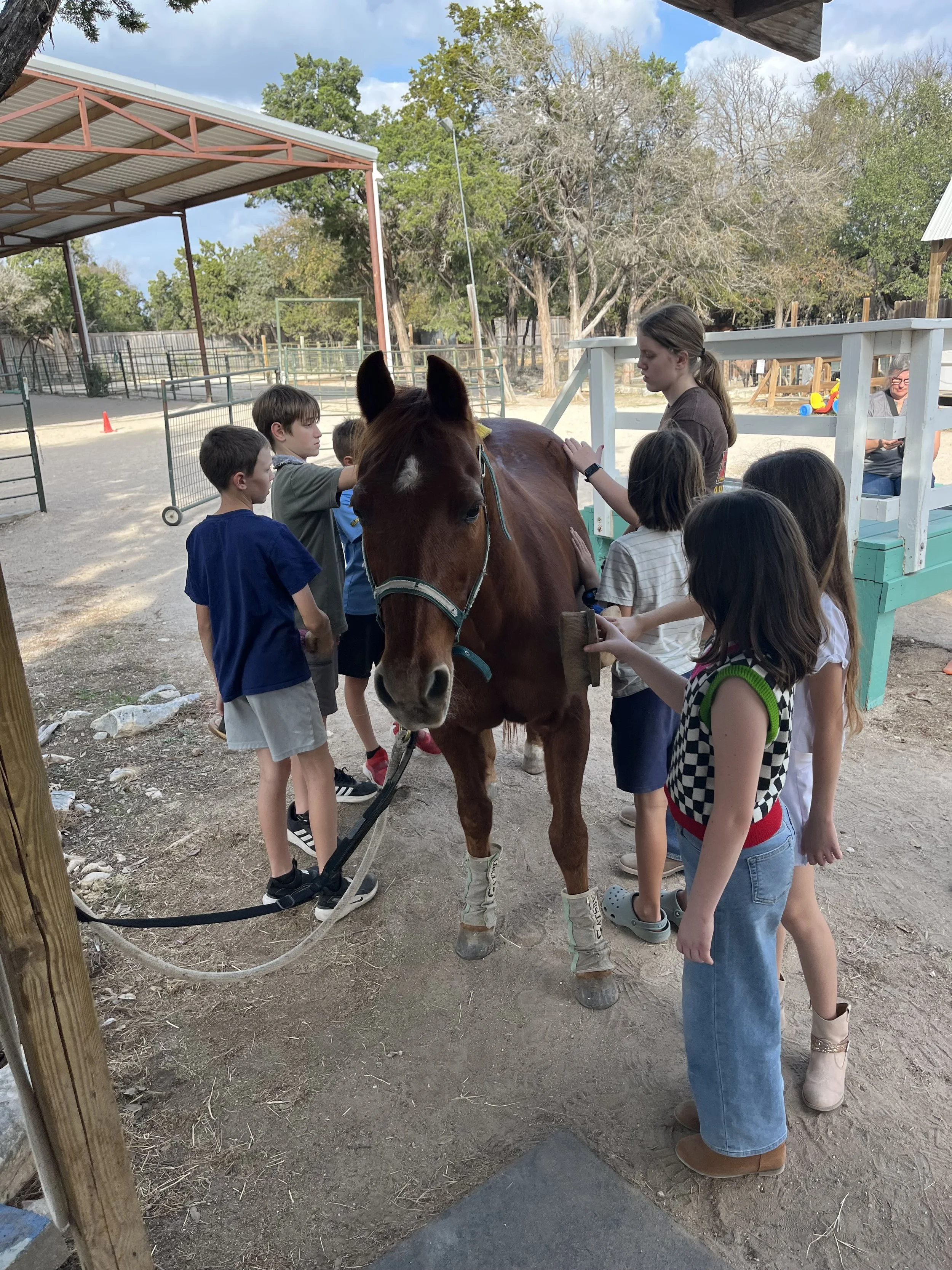 Group of children grooming a brown horse at a petting zoo or farm.
