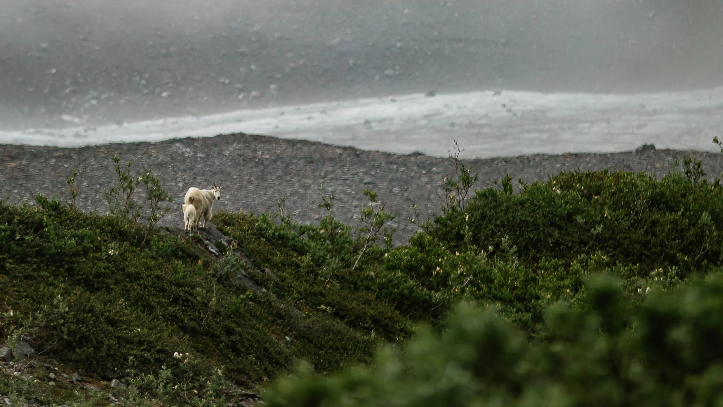 Wildlife views from the hut.jpg