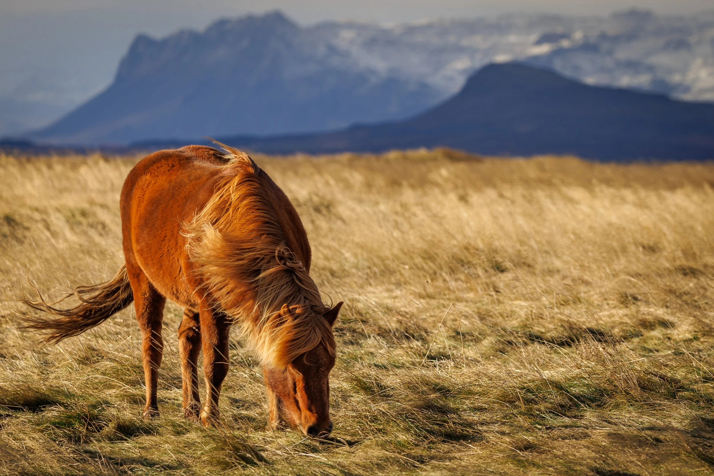 Iceland-CA1_1037.jpg