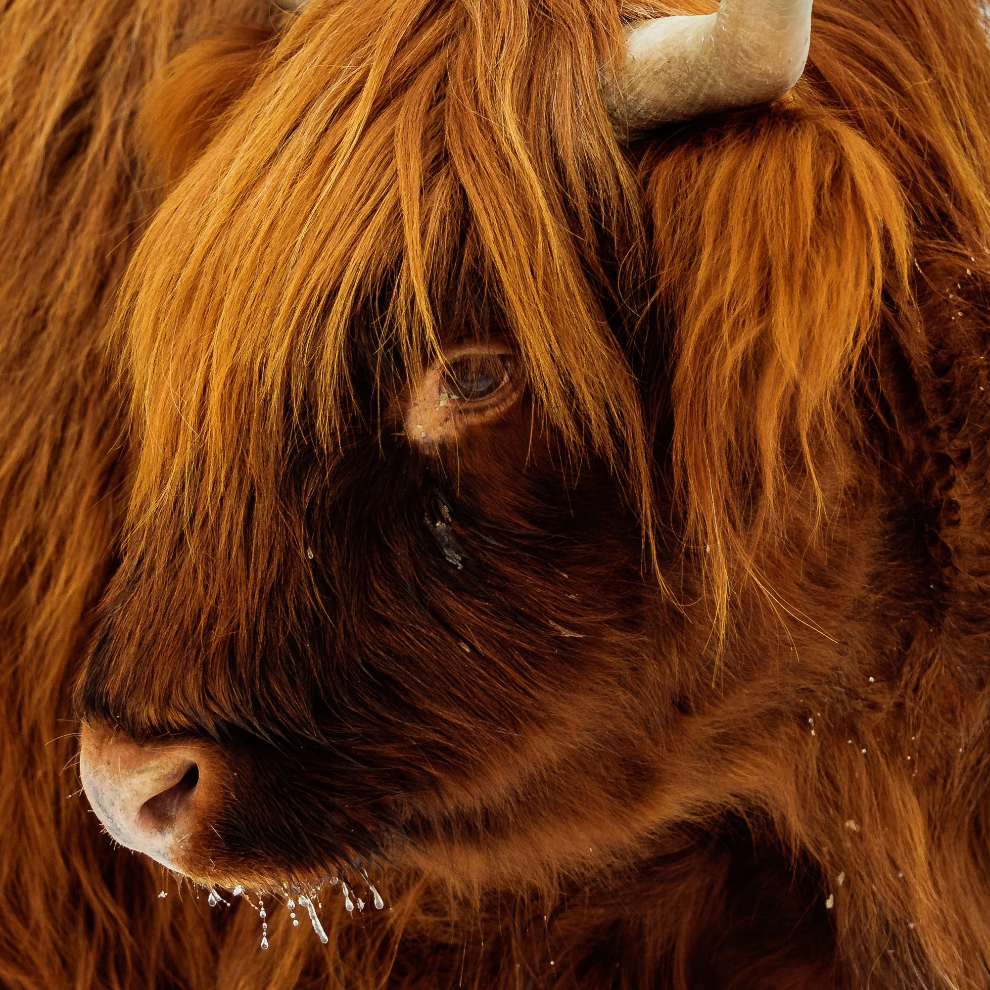 2024_Dec_21_Highlander Cattle_0031.jpg