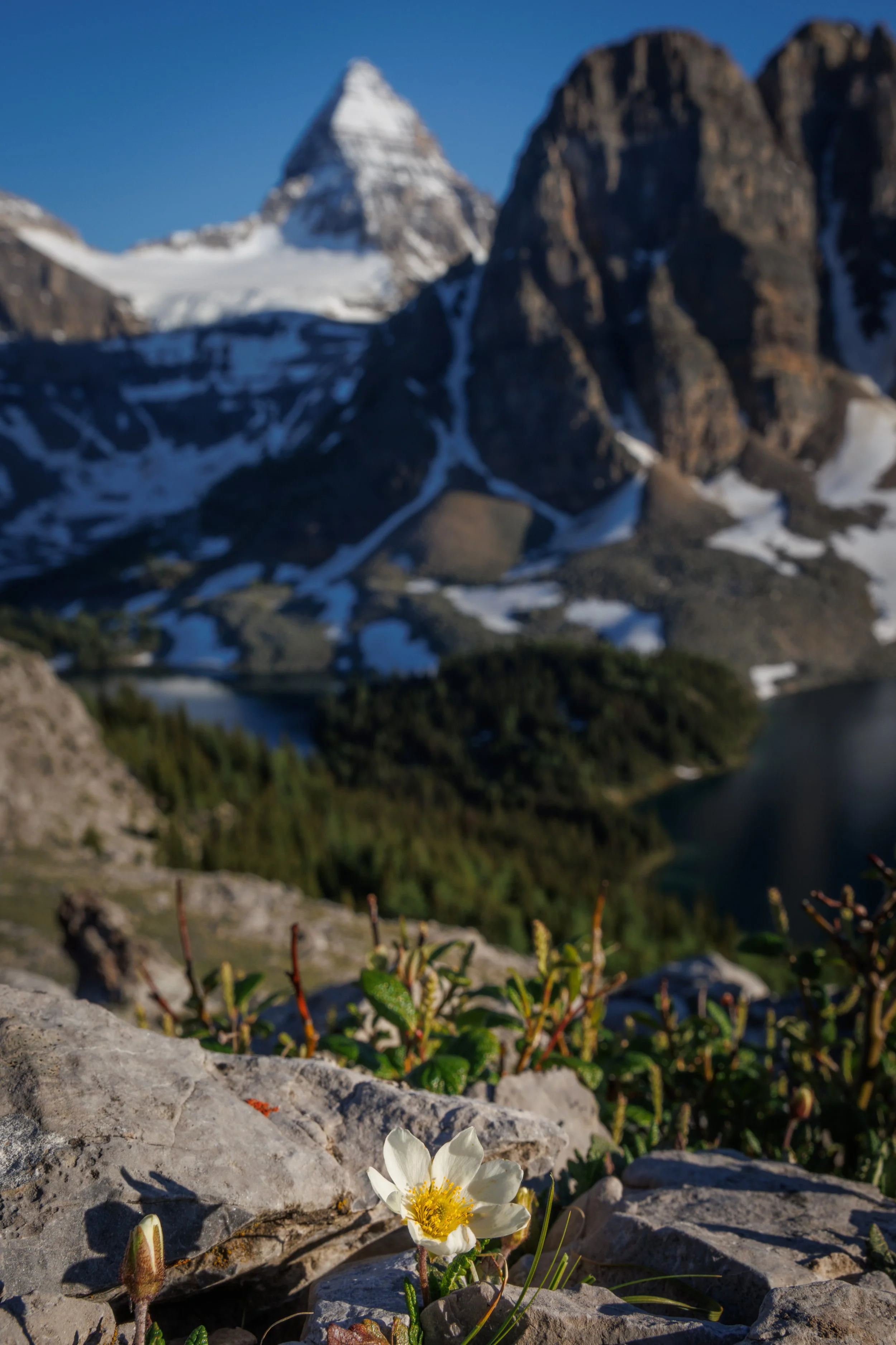 07 Canadian Rockies-CA1_0217.jpg