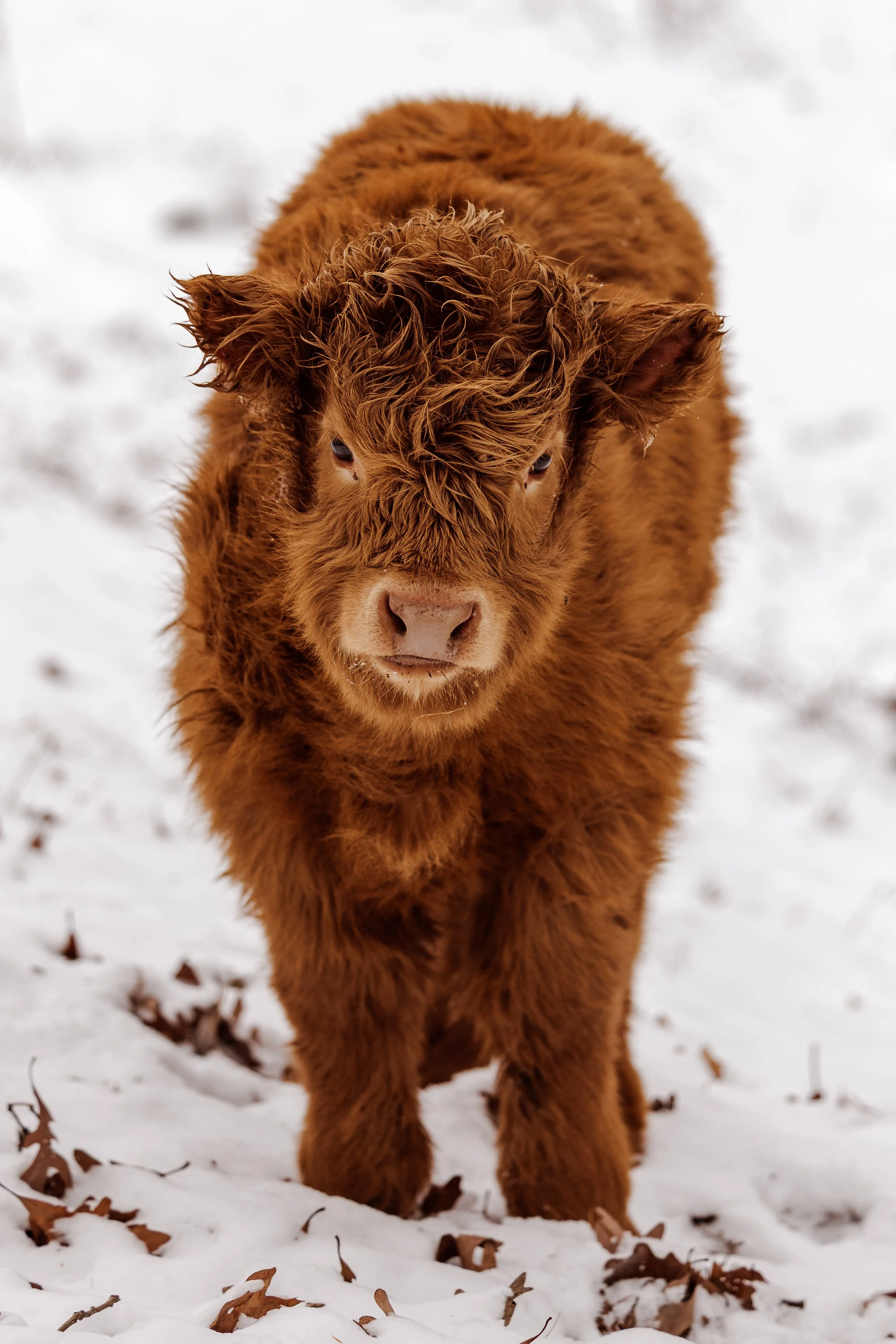 2024_Dec_21_Highlander Cattle_0052.jpg