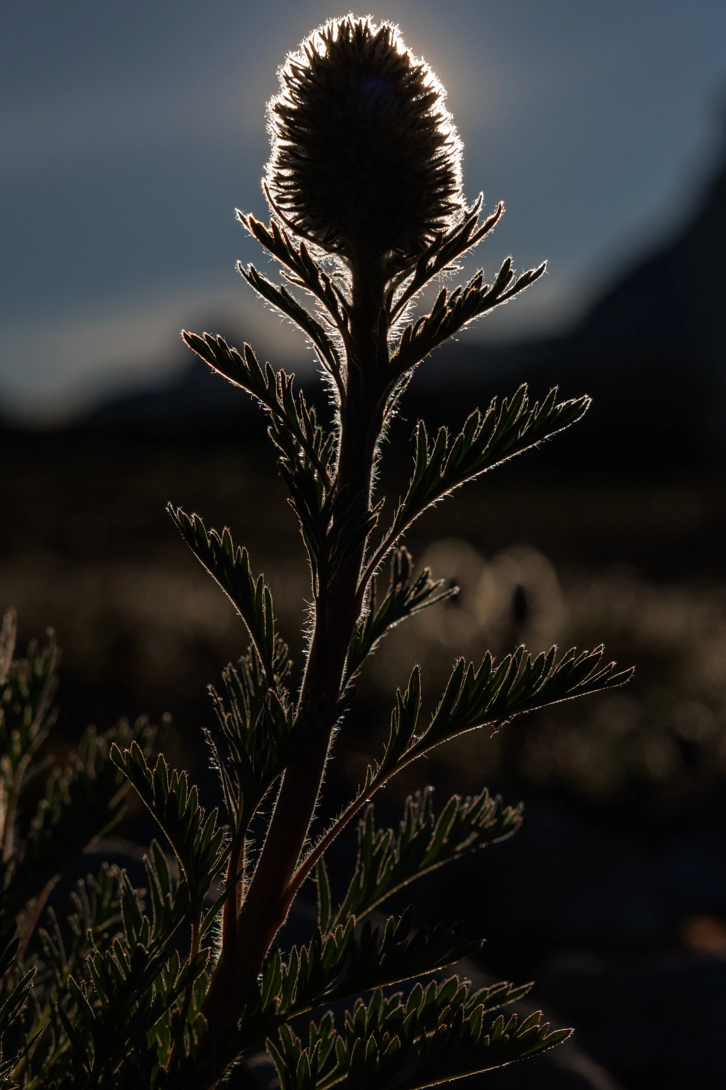 07 Canadian Rockies-CA1_0186.jpg