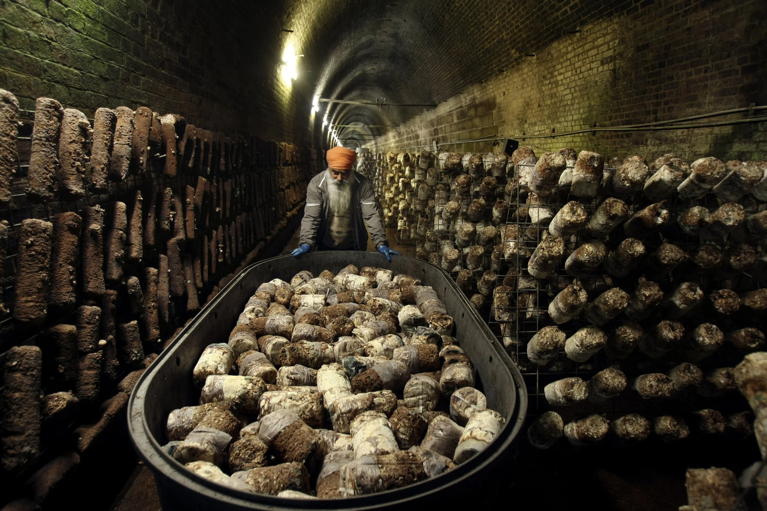 mushroom tunnel 2.jpg