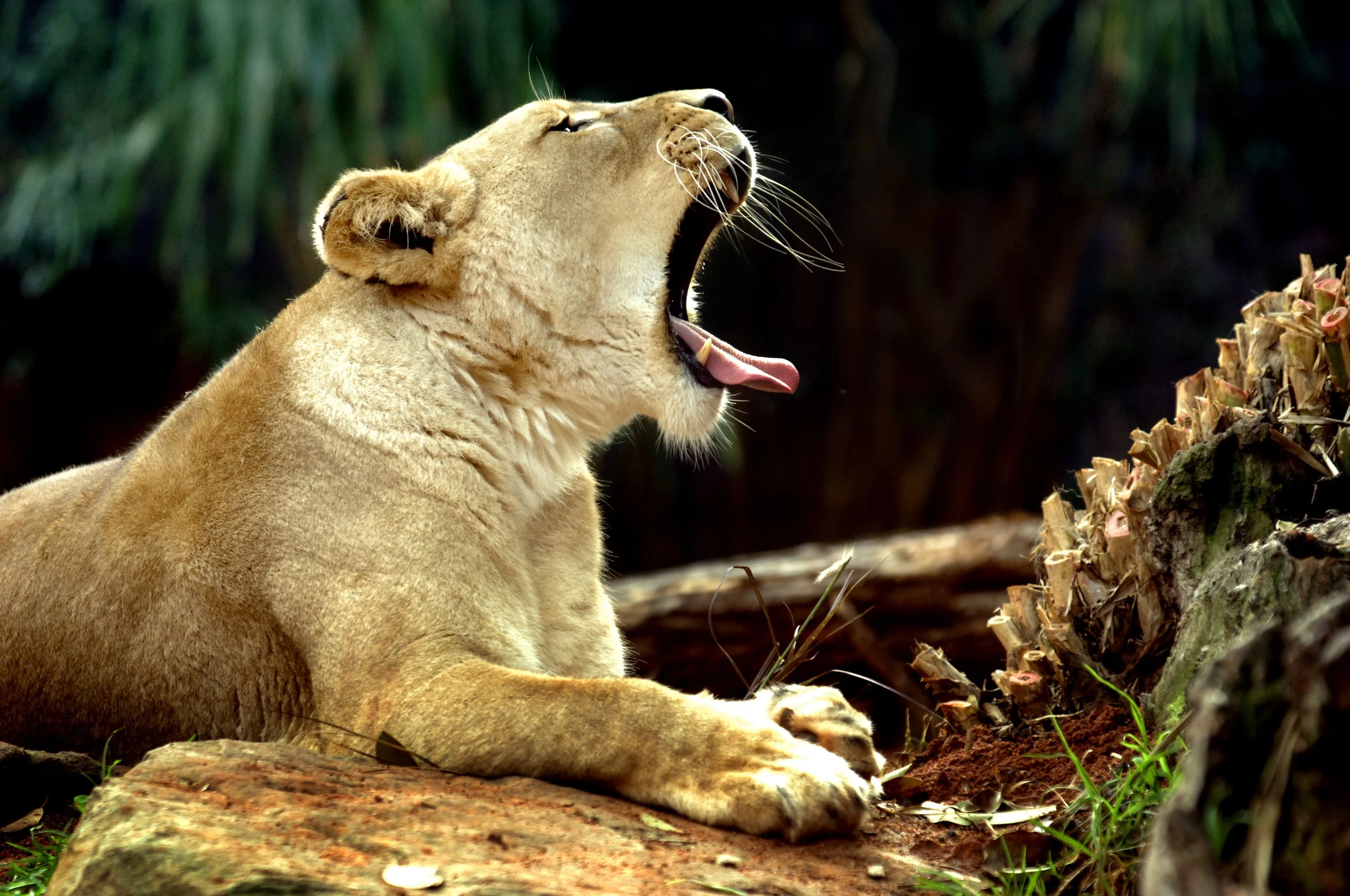 MR lions 01.jpg