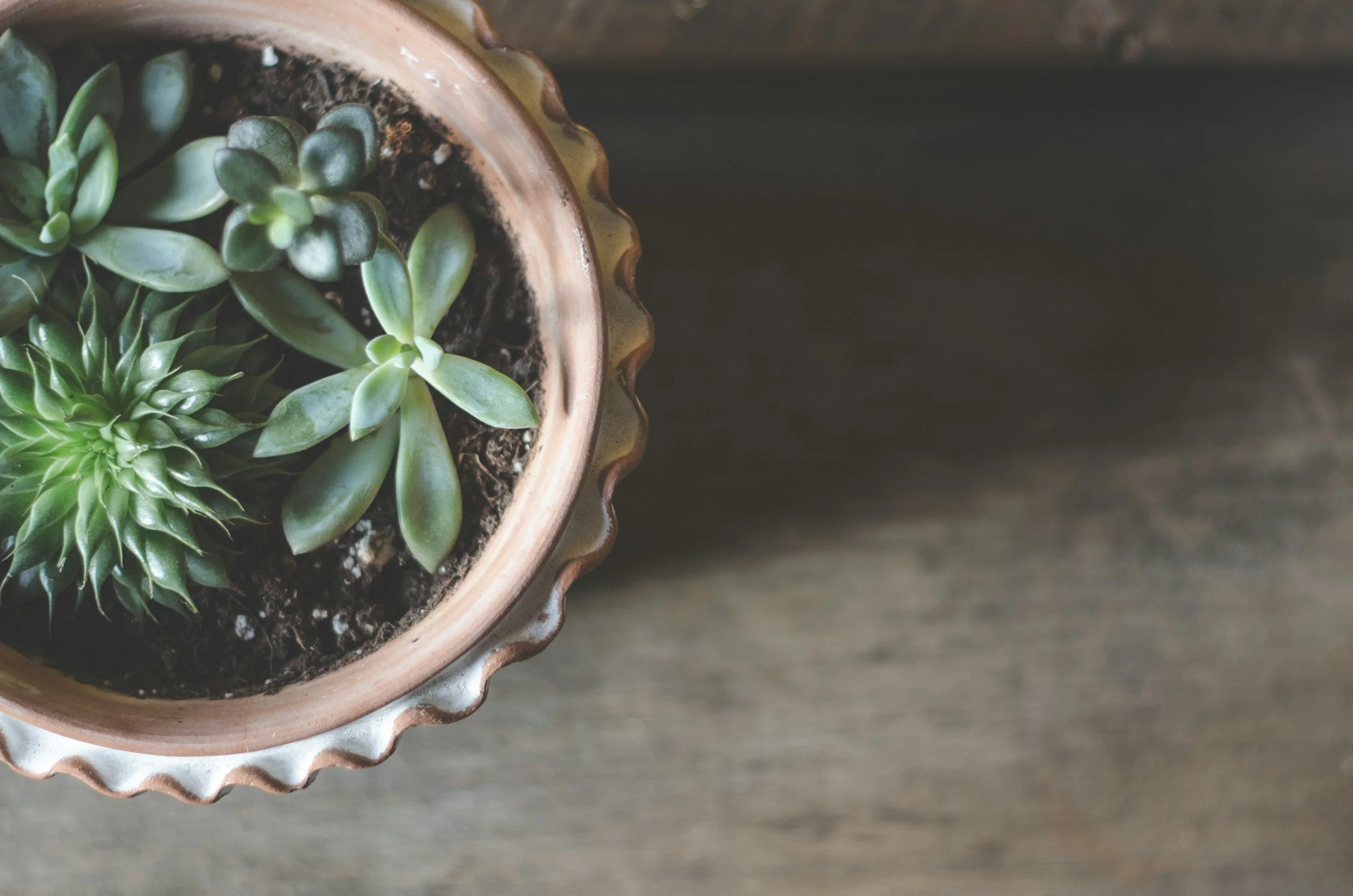 Top view of a potted succulent plant with green fleshy leaves, placed on a wooden surface.