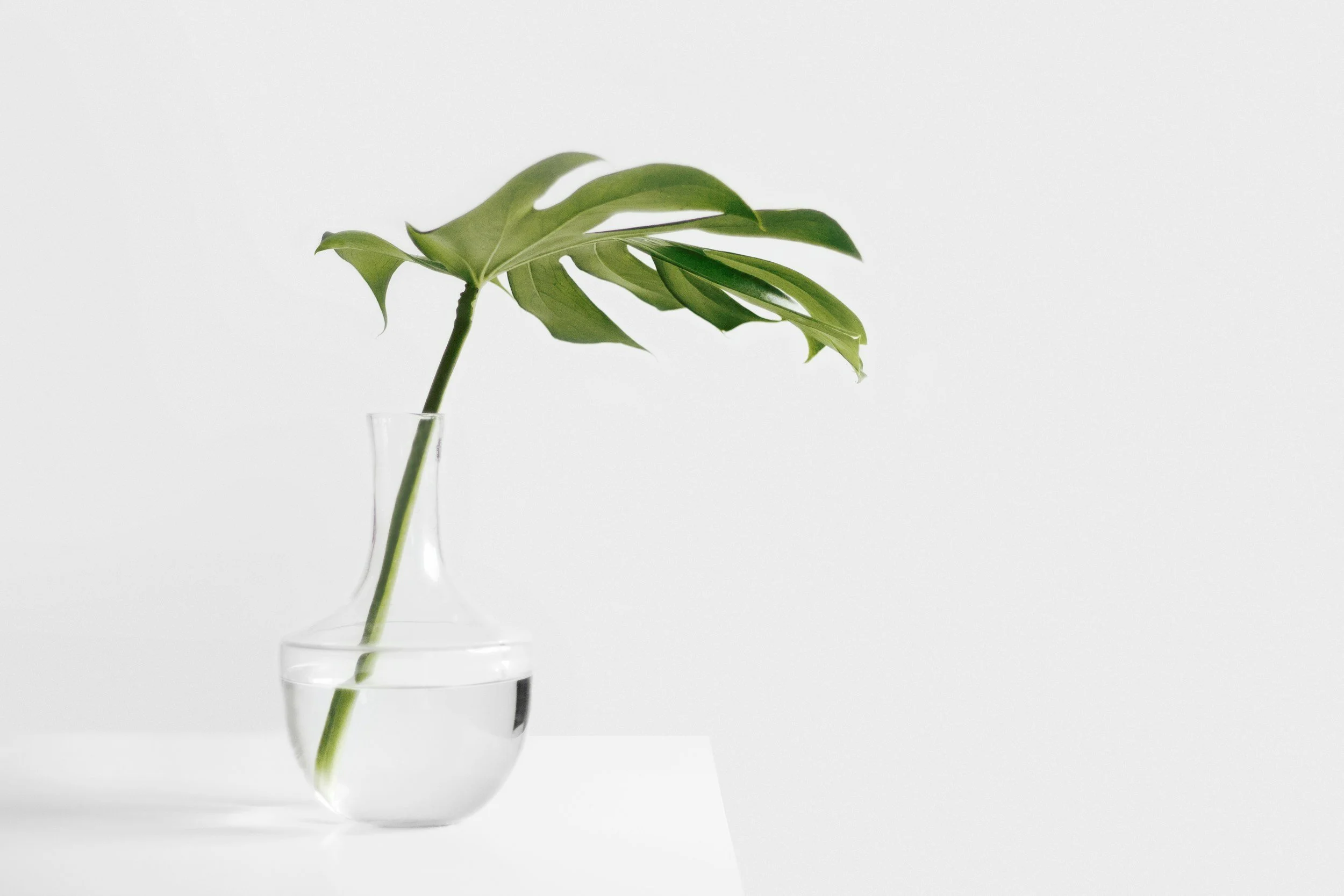 A green monstera leaf in a clear glass vase filled with water, positioned against a plain white background.