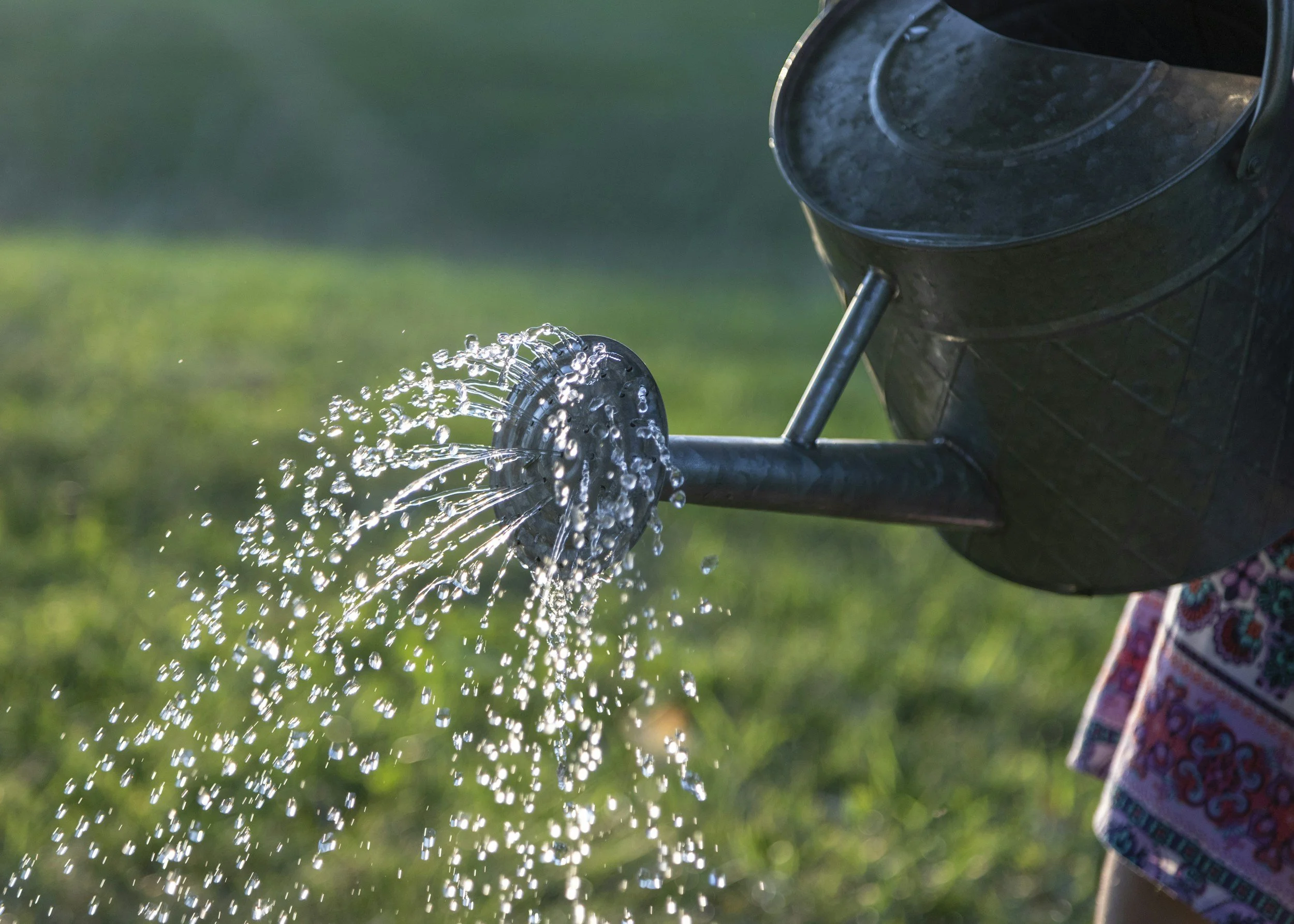 Child watering a garden with a black watering can, water spilling out, on green grass with sunlight.