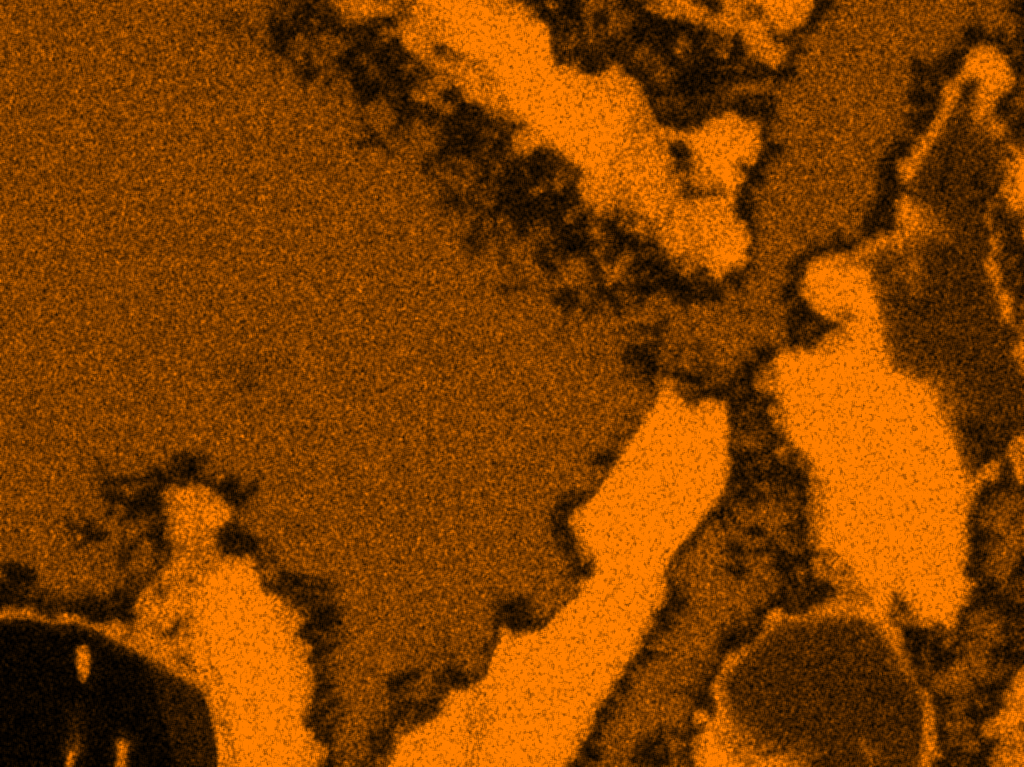 Close-up SEM EDS Fe distribution