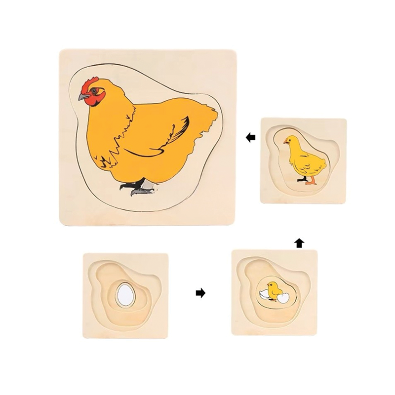 Life Cycle of Chick Puzzle
