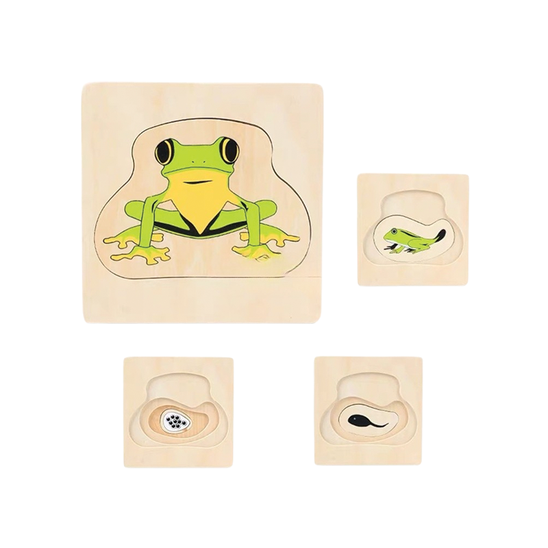 Life Cycle of Frog Puzzle