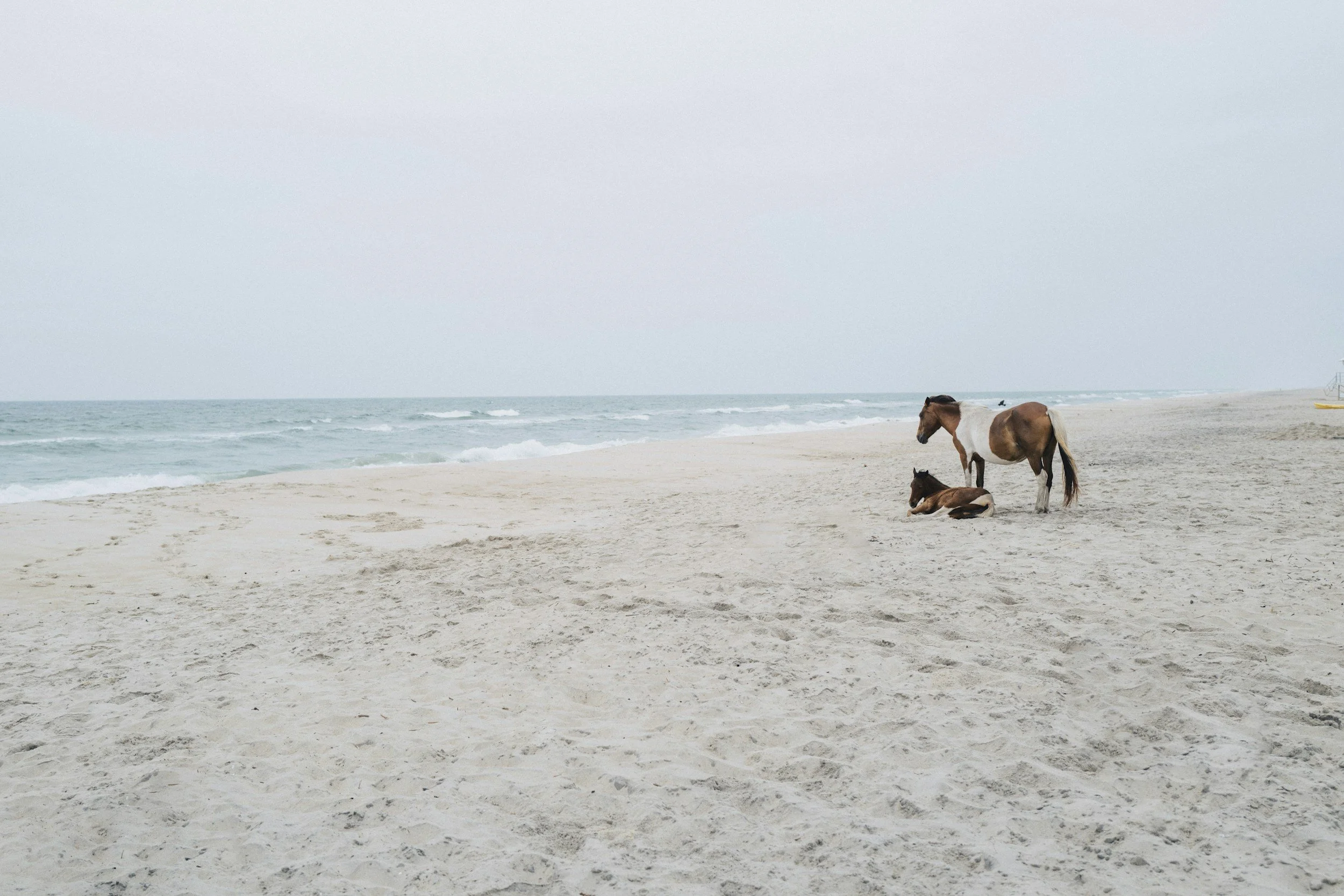 Two horses, one standing and one lying down, on a sandy beach near the ocean.