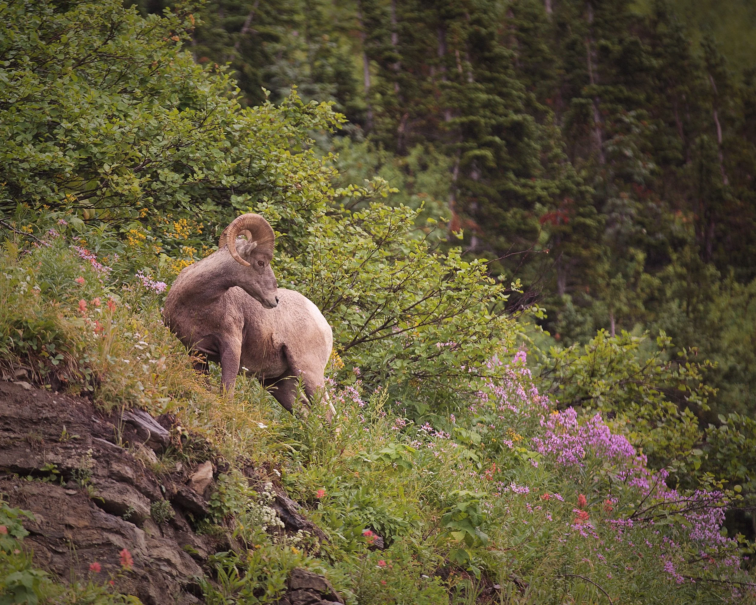 Big Horn Sheep.jpg