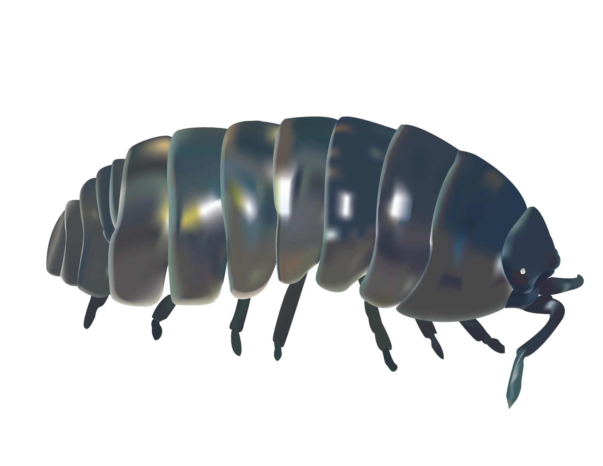 Scientific Illustration Roly Poly Only.jpg