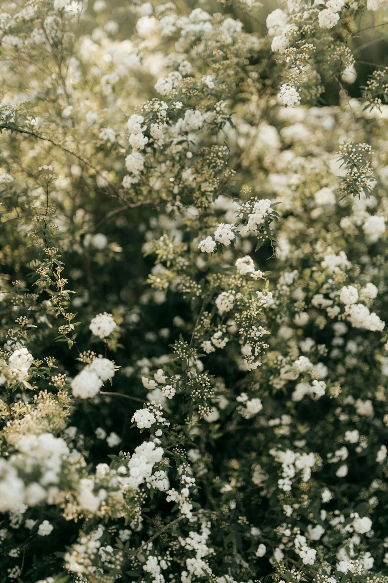 A close-up of a bush with small white flowers blooming amid green leaves.